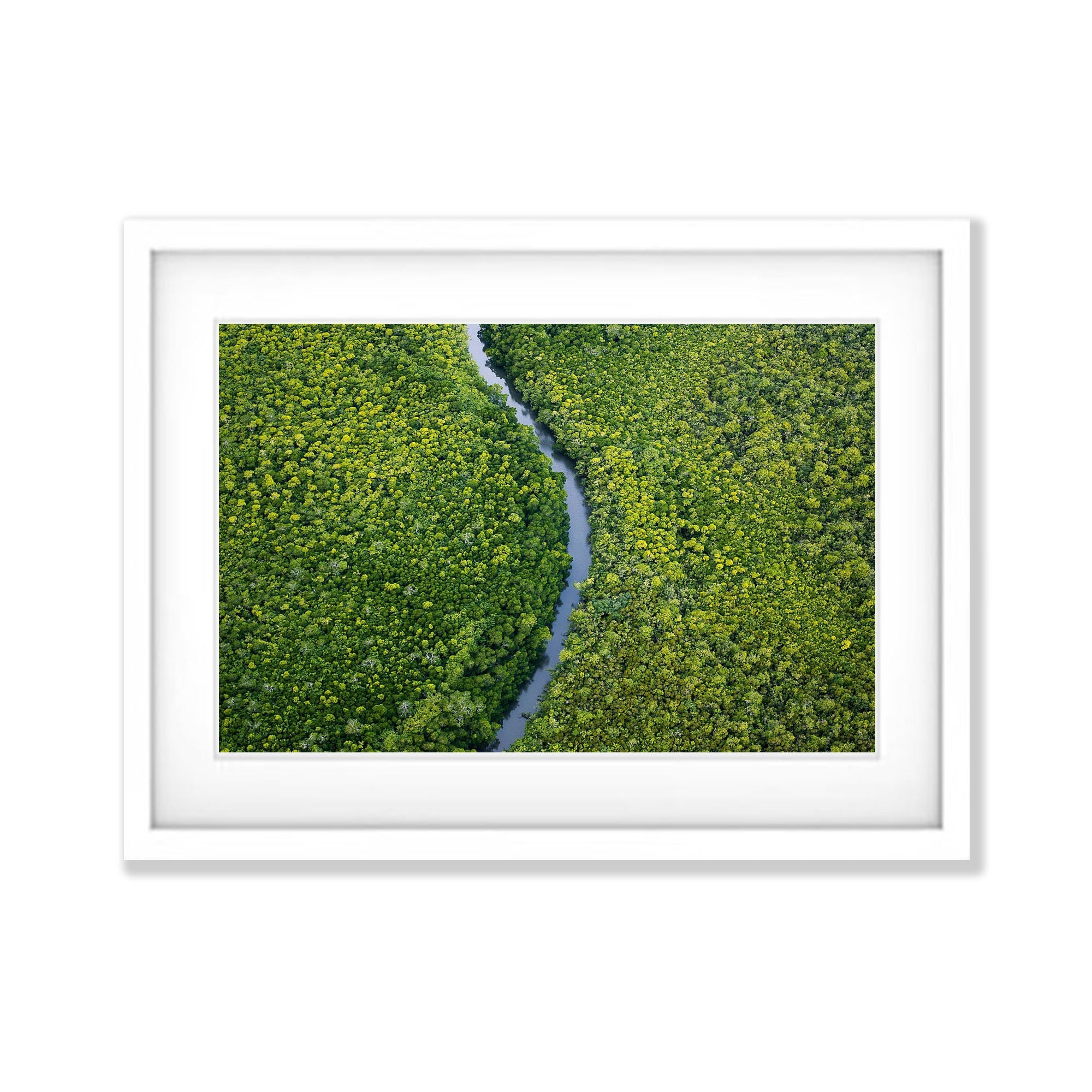 River Ribbon cuts through the mangroves, Daintree River, Far North Queensland