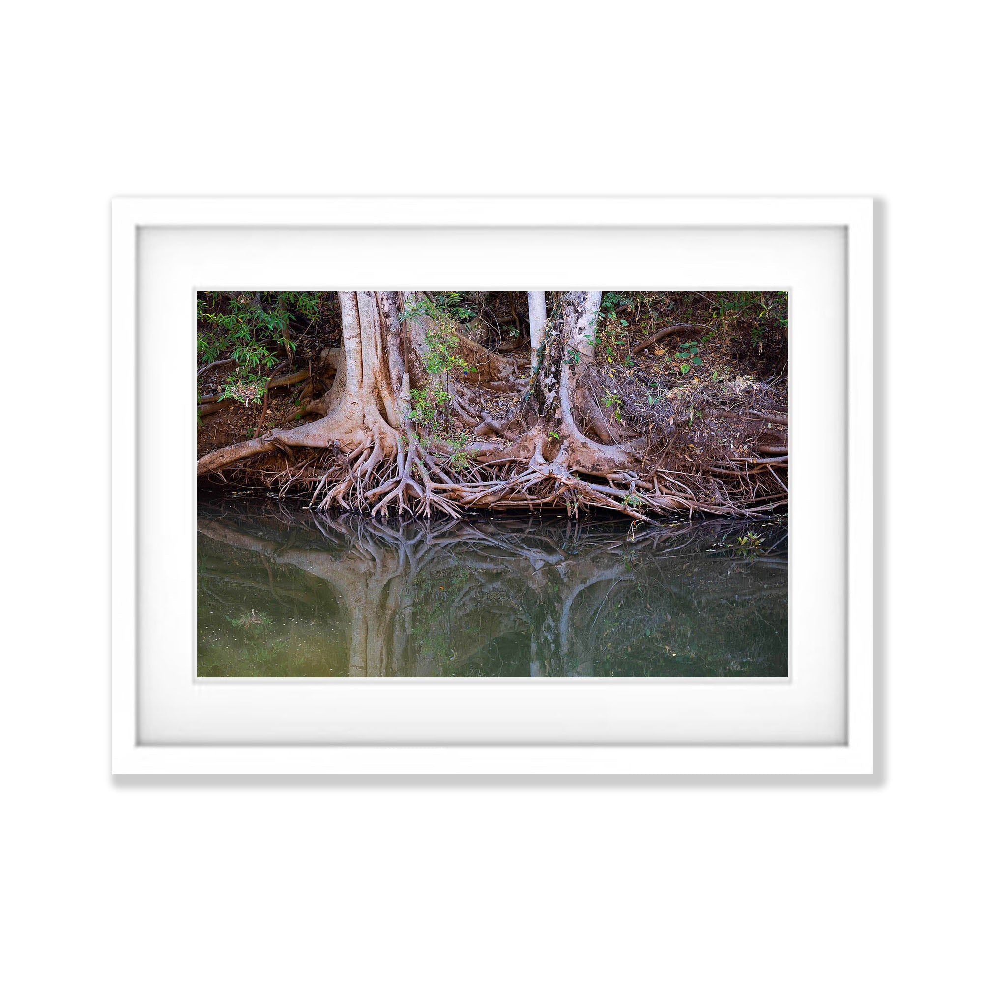 Riverbank Tree Roots, Ord River, The Kimberley, Western Australia