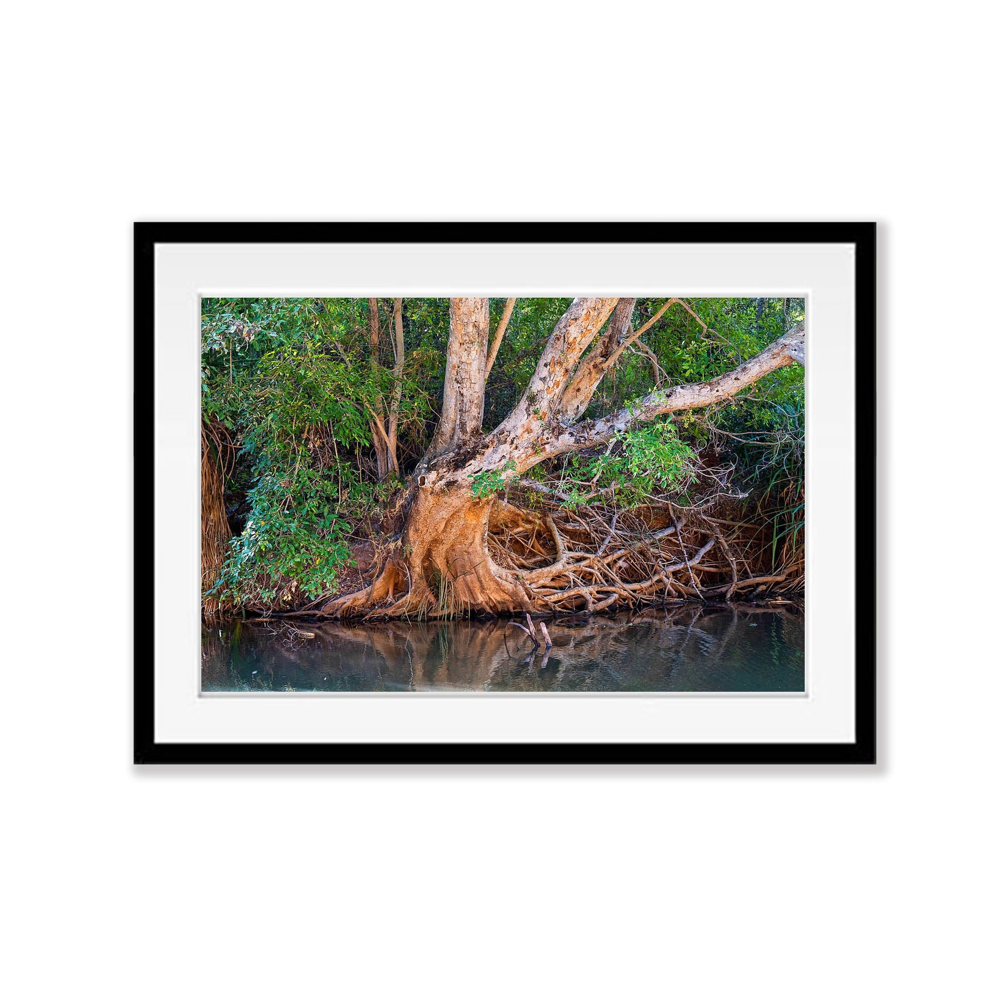 Riverside Tree, Ord River, The Kimberley, Western Australia
