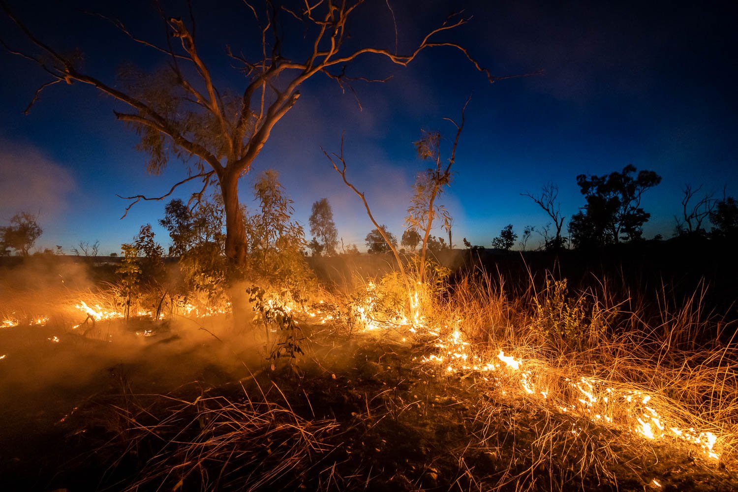 Burning roots of the forest, Roadside Burn - The Kimberley WA