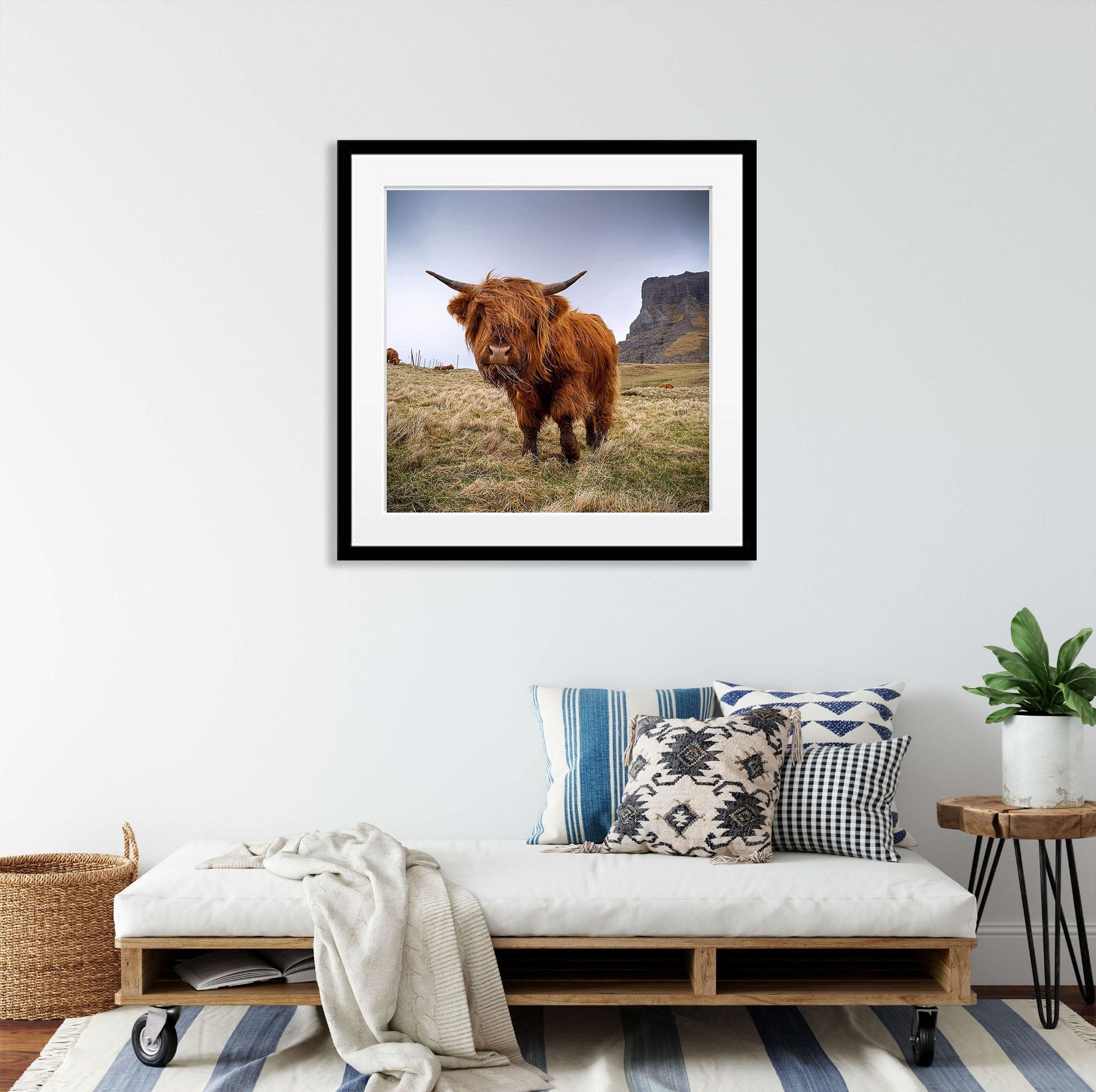 Scottish Highland Cow, Faroe Islands