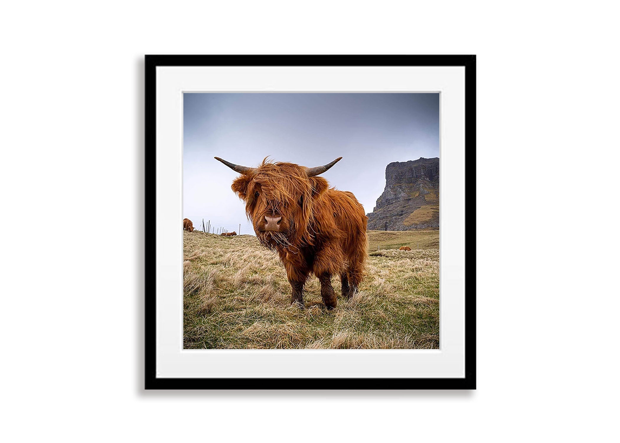 Scottish Highland Cow, Faroe Islands