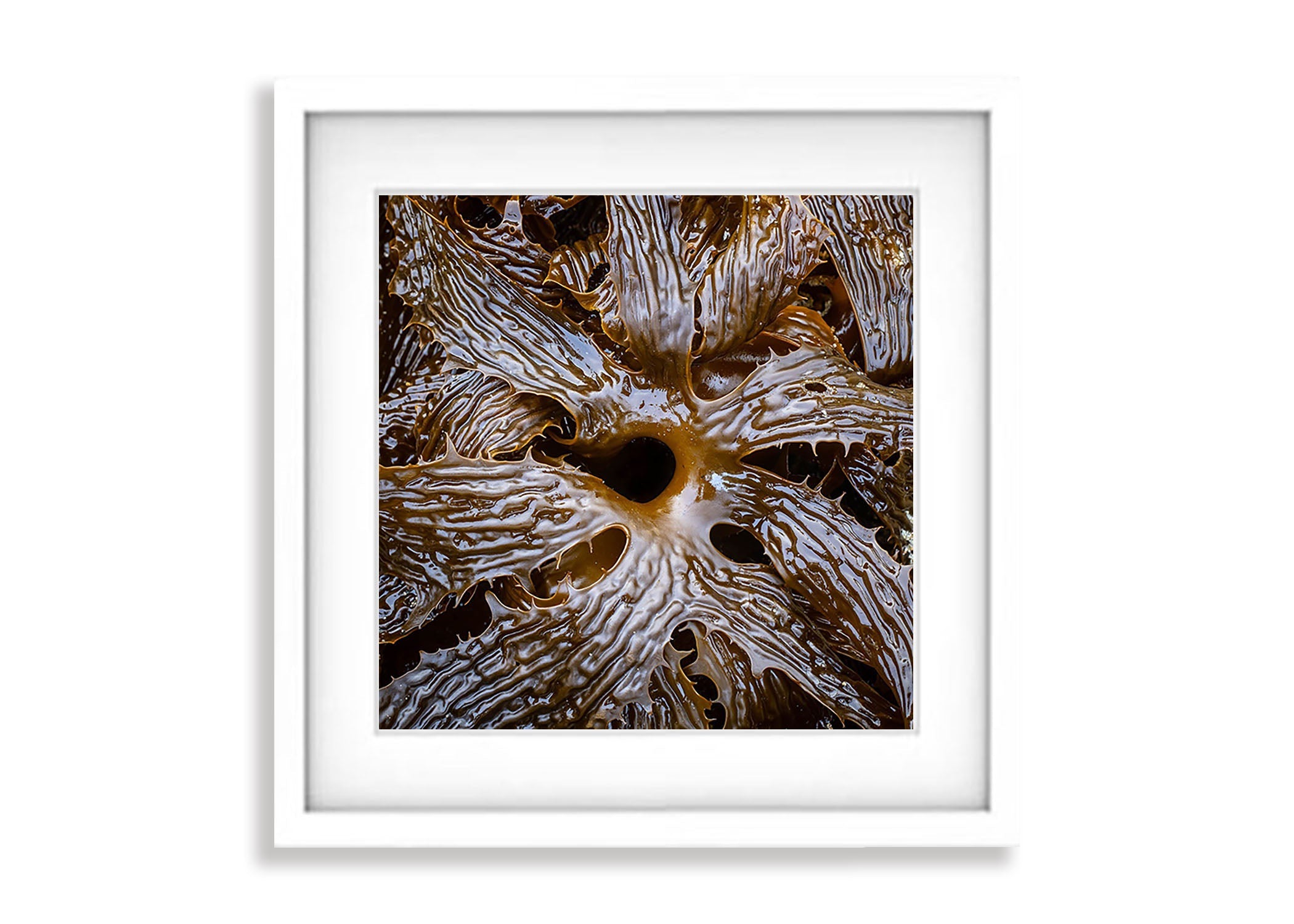 Seaweed detail, Bay of Fires