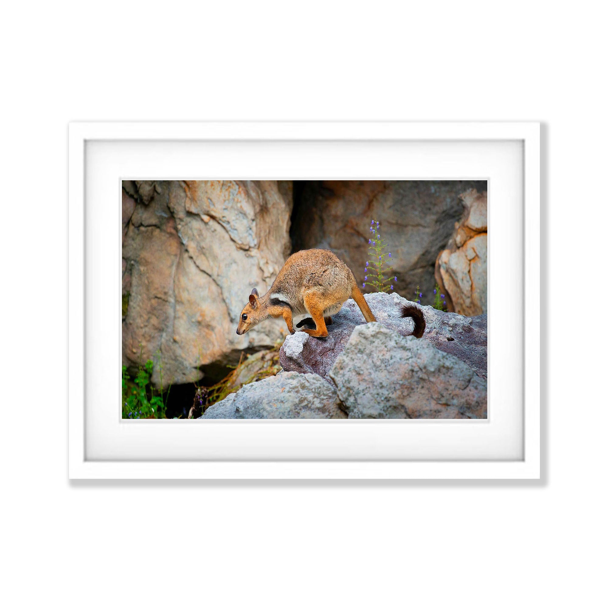 Short-Eared Rock Wallaby, Arnhem Land, Northern Territory