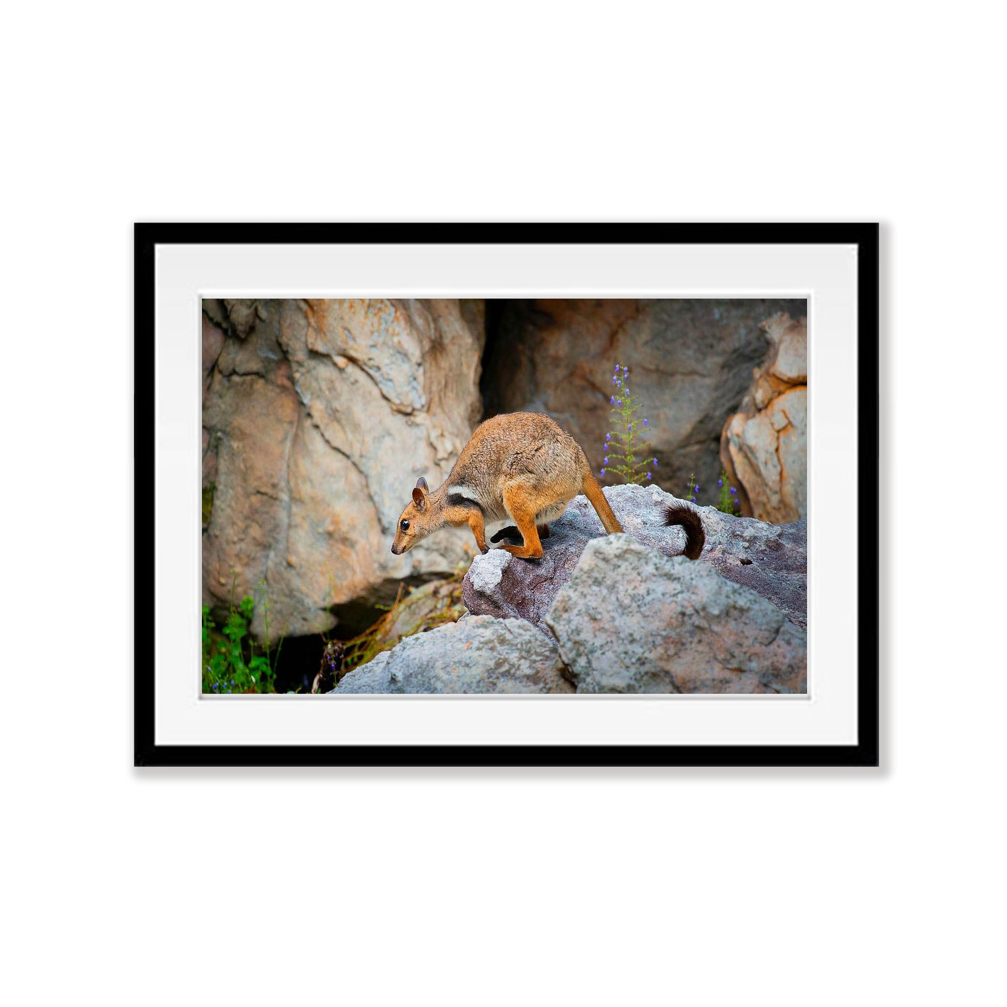 Short-Eared Rock Wallaby, Arnhem Land, Northern Territory