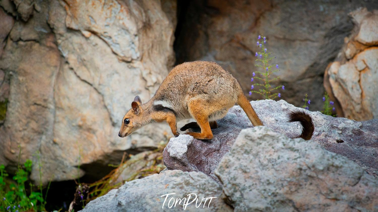A baby kangaroo rushing from the stones with some big stones in the background, Arnhem Land 20 - Northern Territory