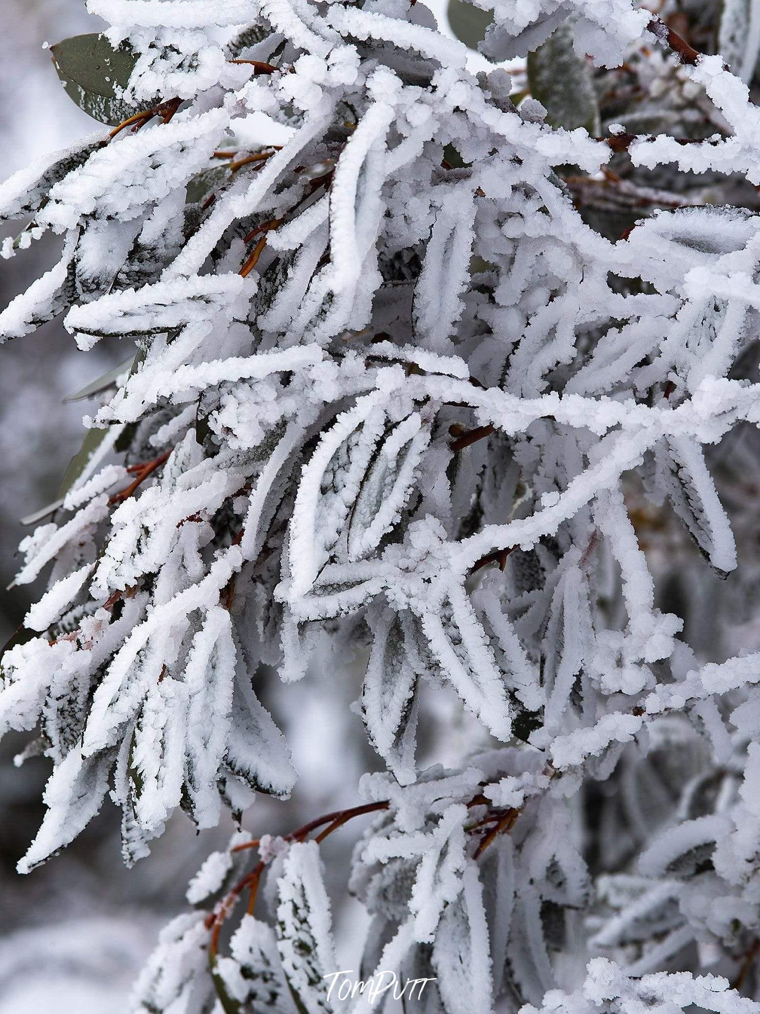 A massive bunch of plants frozen under ice, Snap Frozen