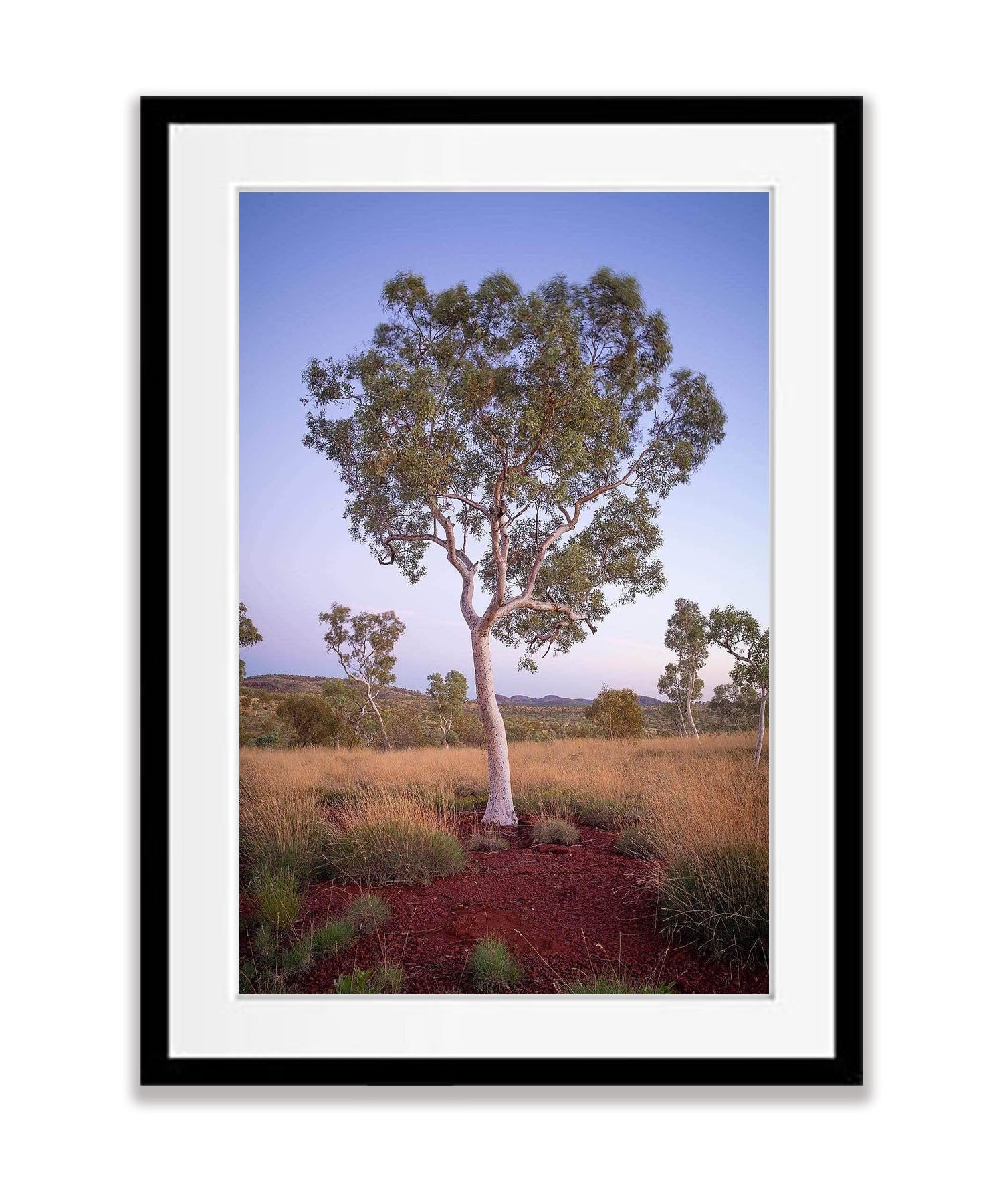 Snappy Gum - Karijini, The Pilbara