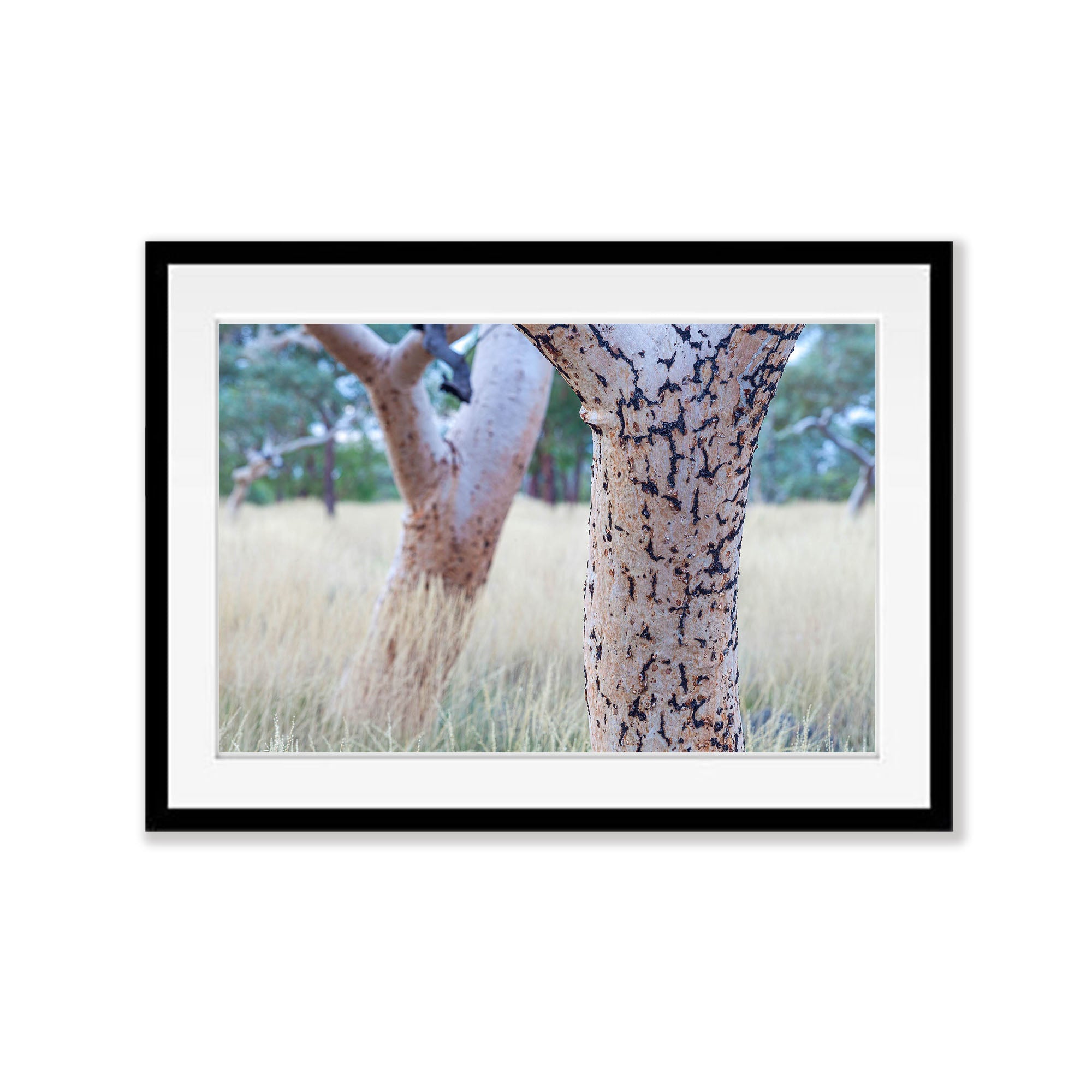 Snappy Gum Tree Trunks, Karijini, The Pilbara