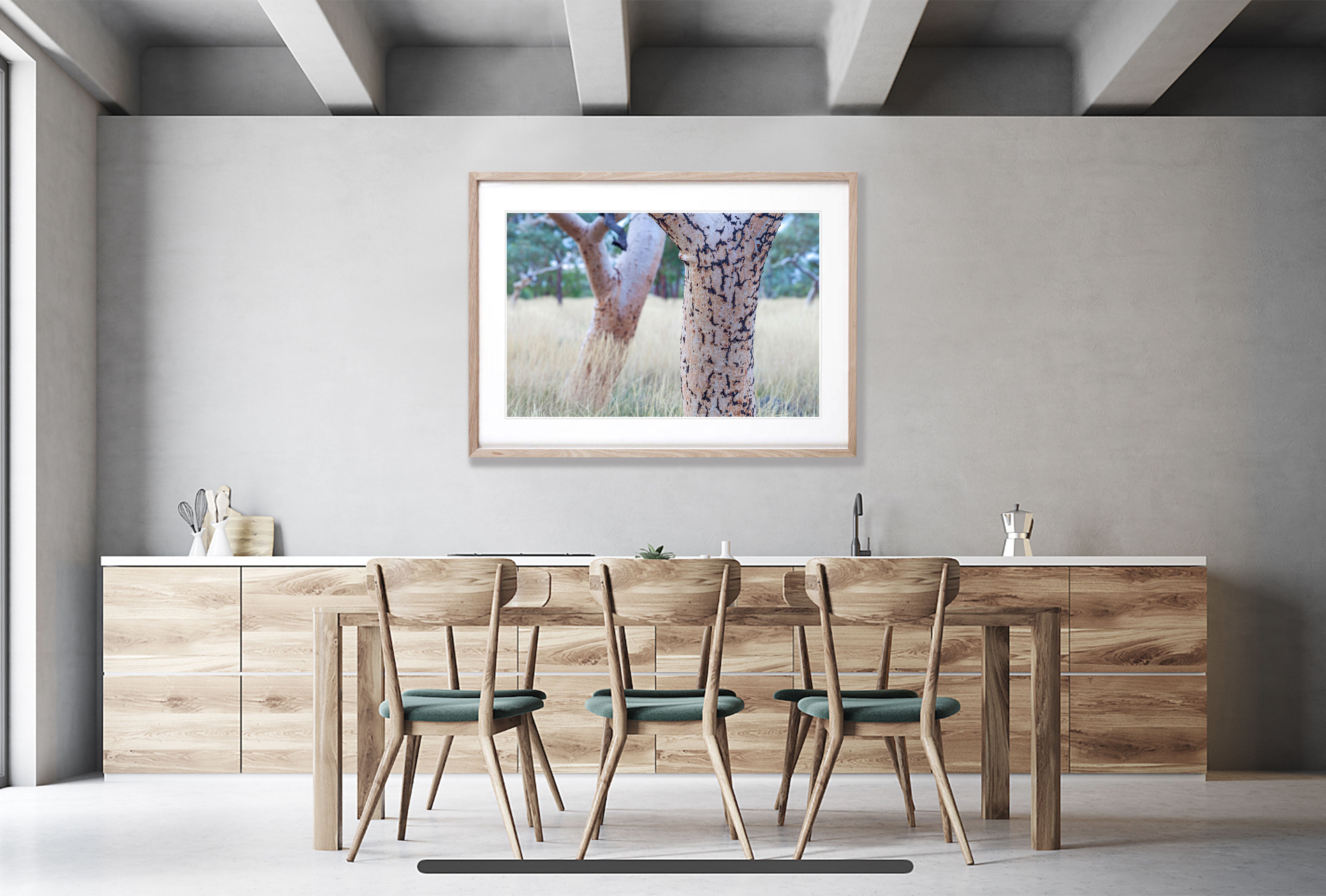 Snappy Gum Tree Trunks, Karijini, The Pilbara