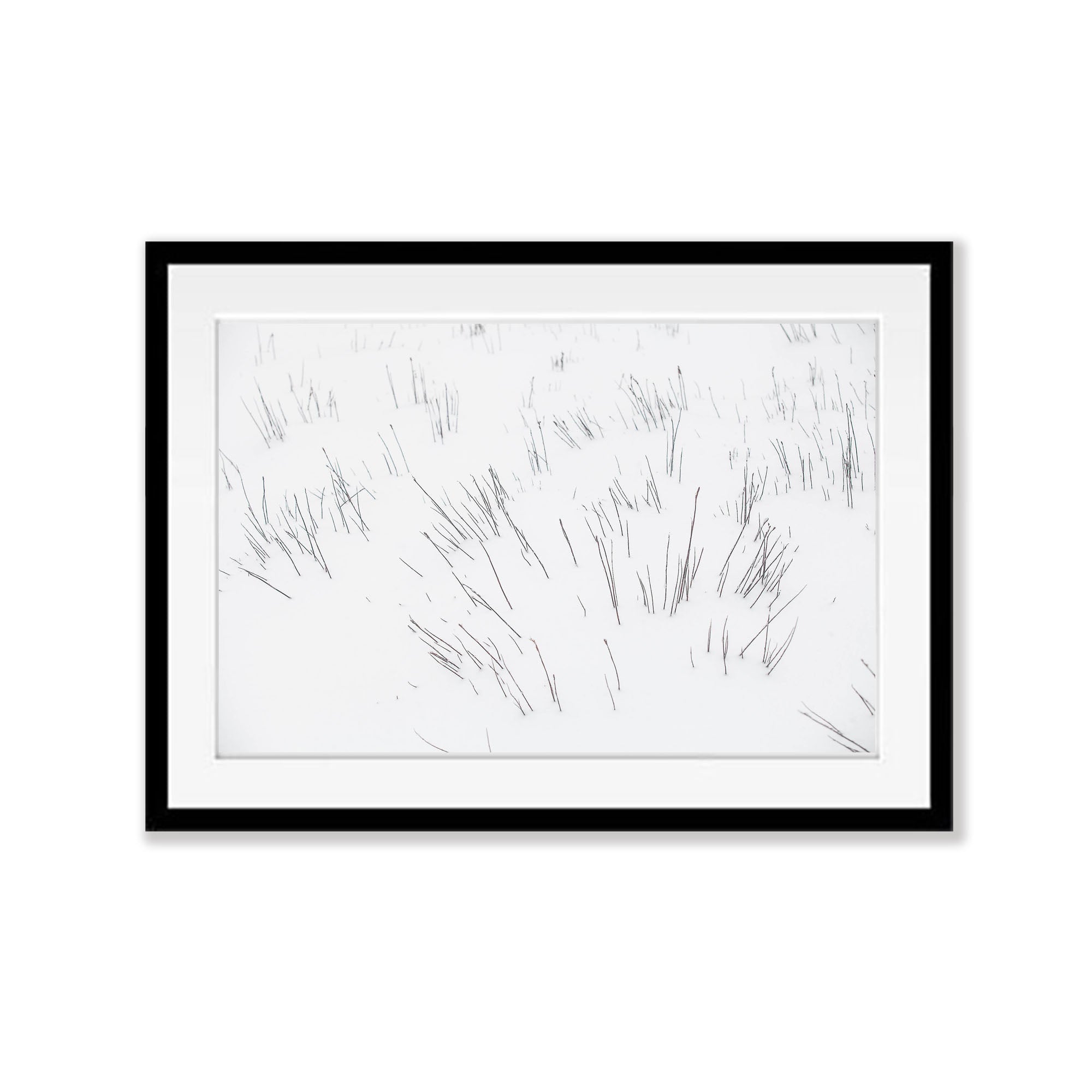 Snow-Covered Buttongrass, Cradle Mountain, Tasmania