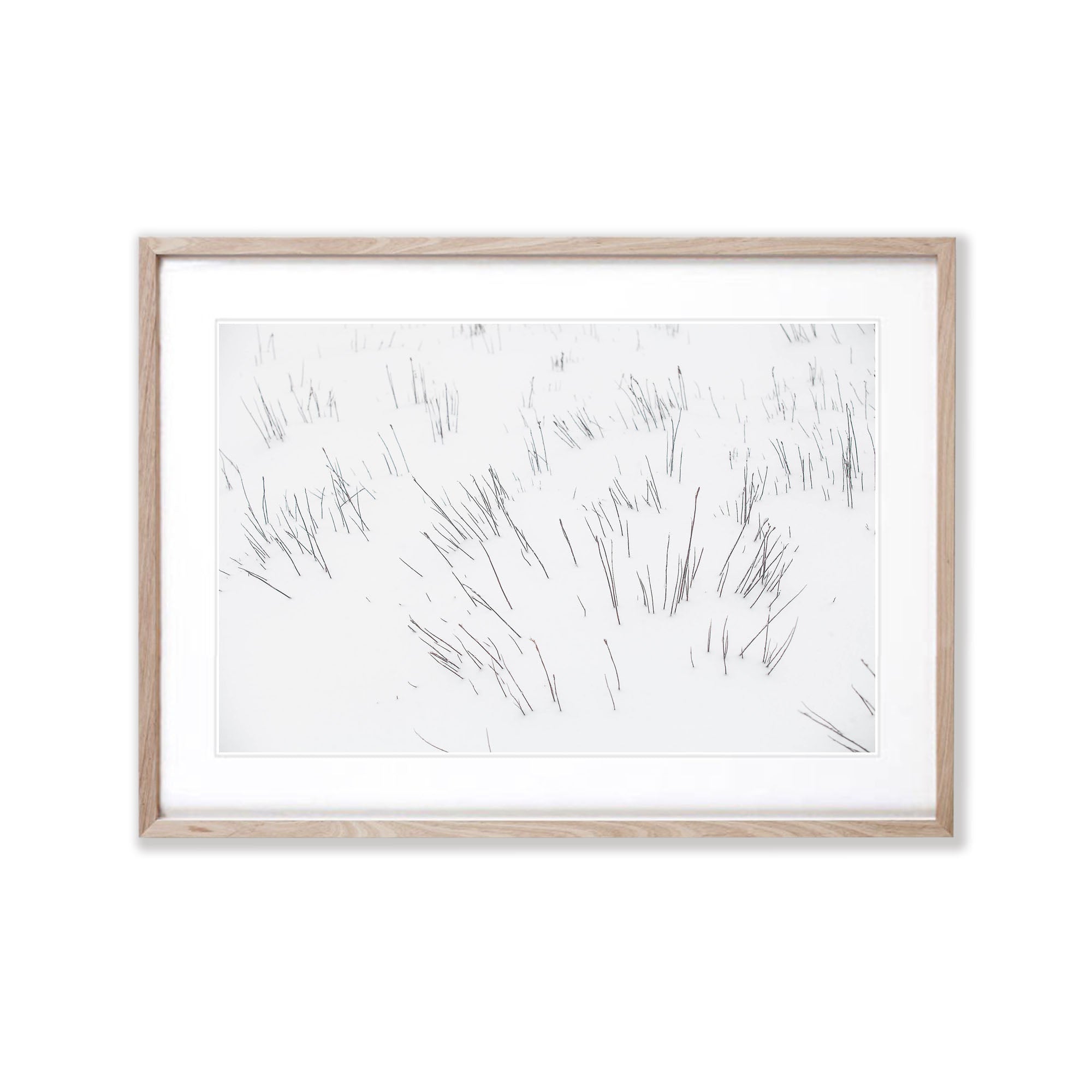 Snow-Covered Buttongrass, Cradle Mountain, Tasmania