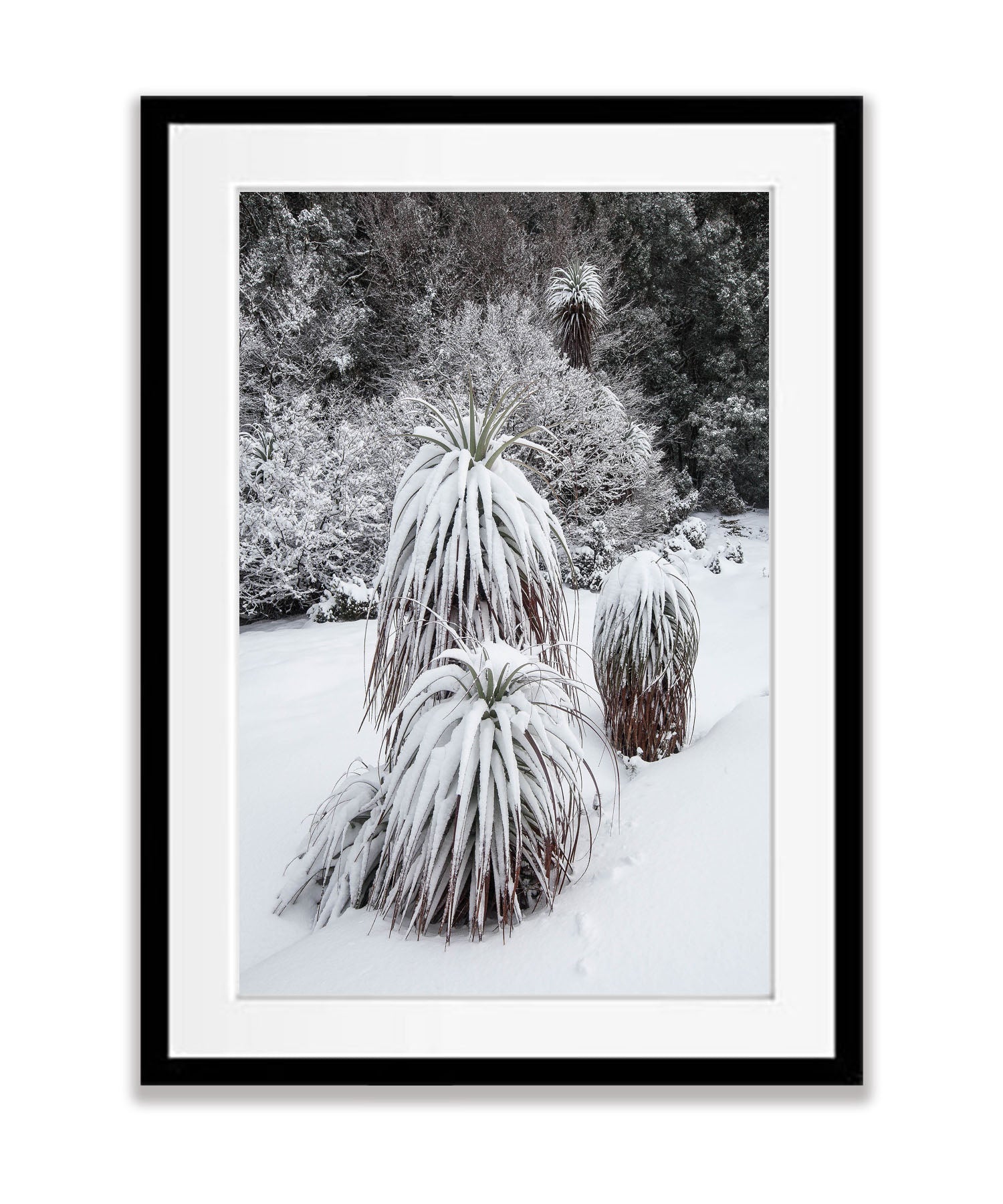 Snow-Covered Pandani, Cradle Mountain, Tasmania