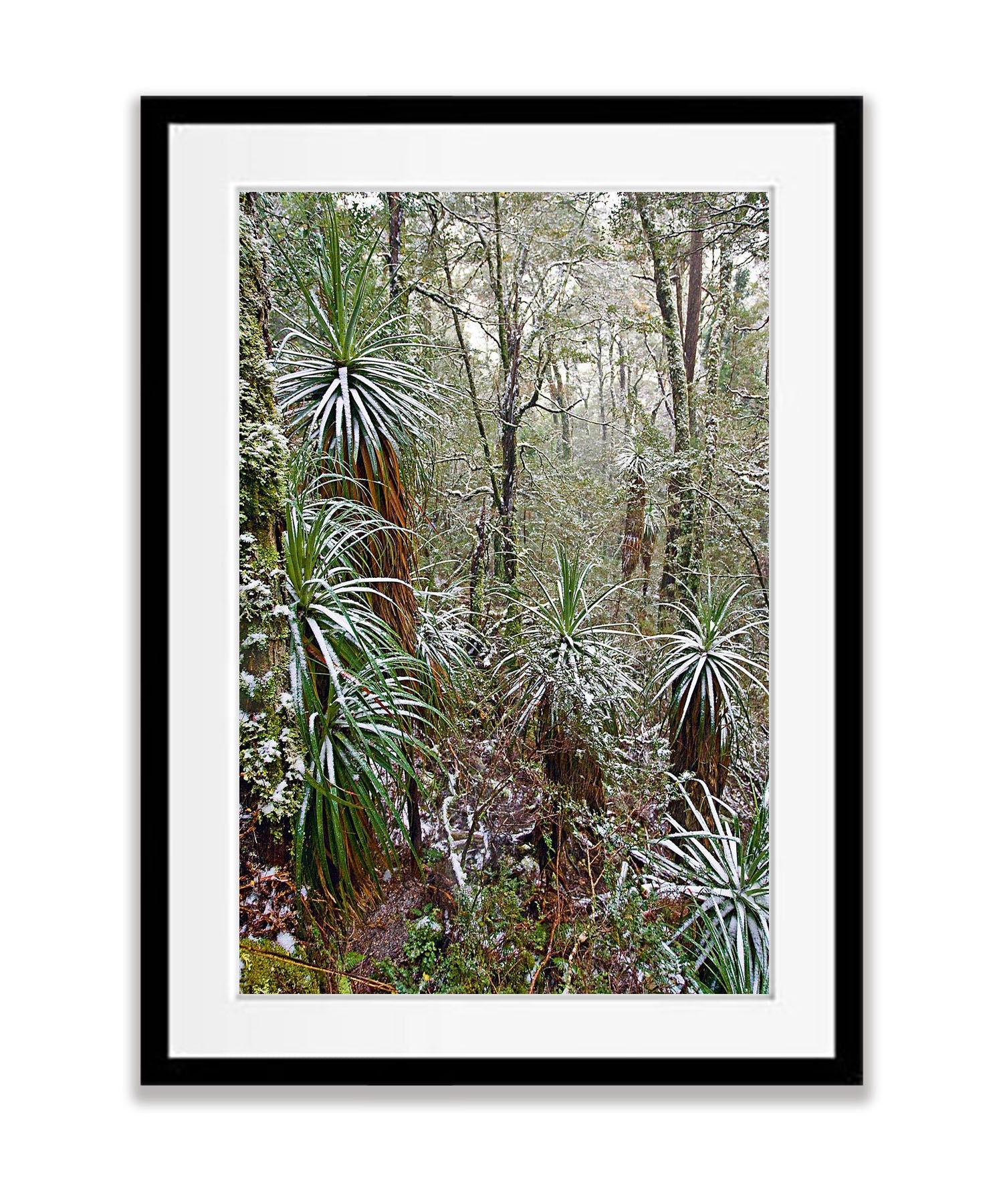 Snow-Covered Pandani, Cradle Mountain, Tasmania