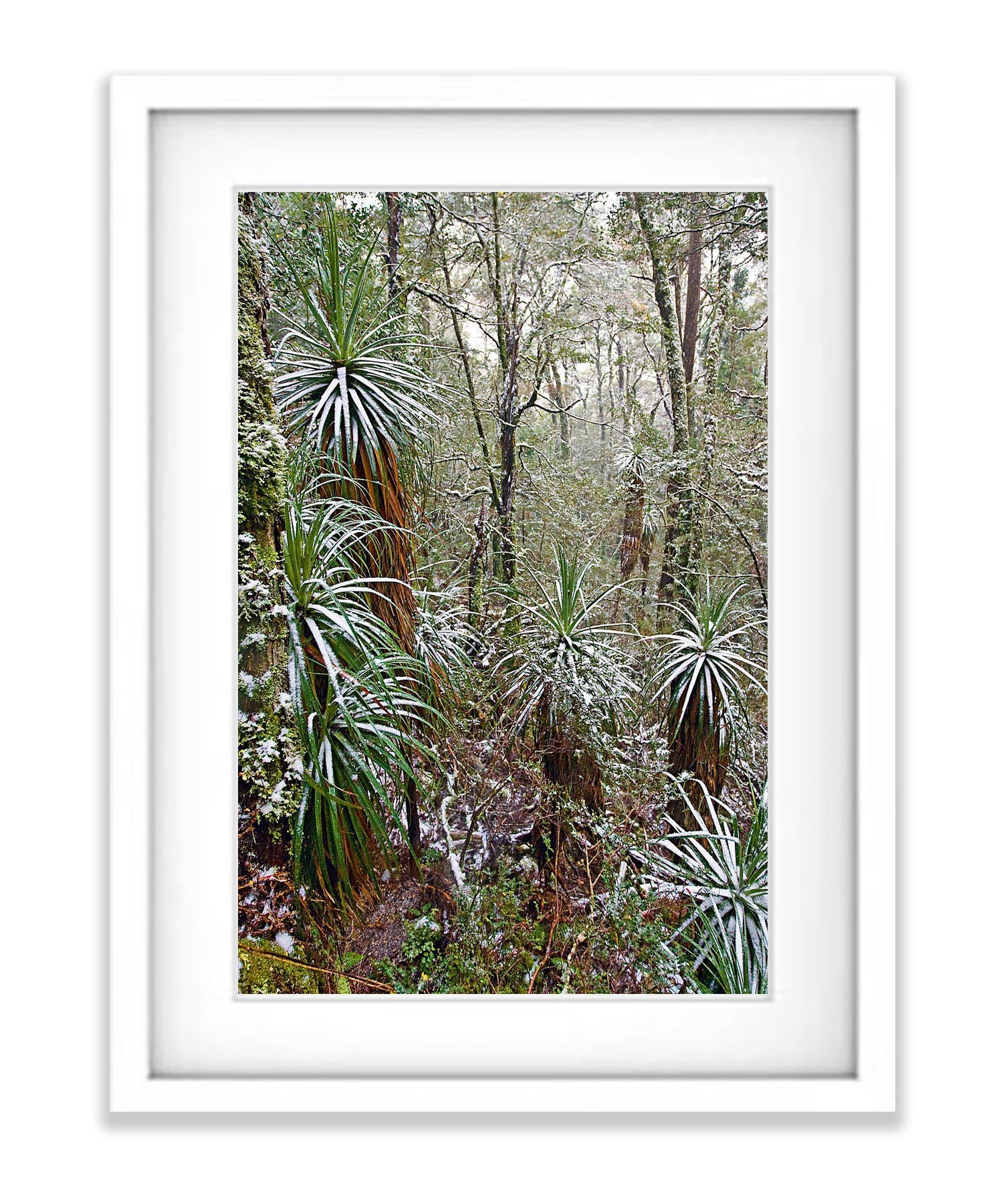 Snow-Covered Pandani, Cradle Mountain, Tasmania