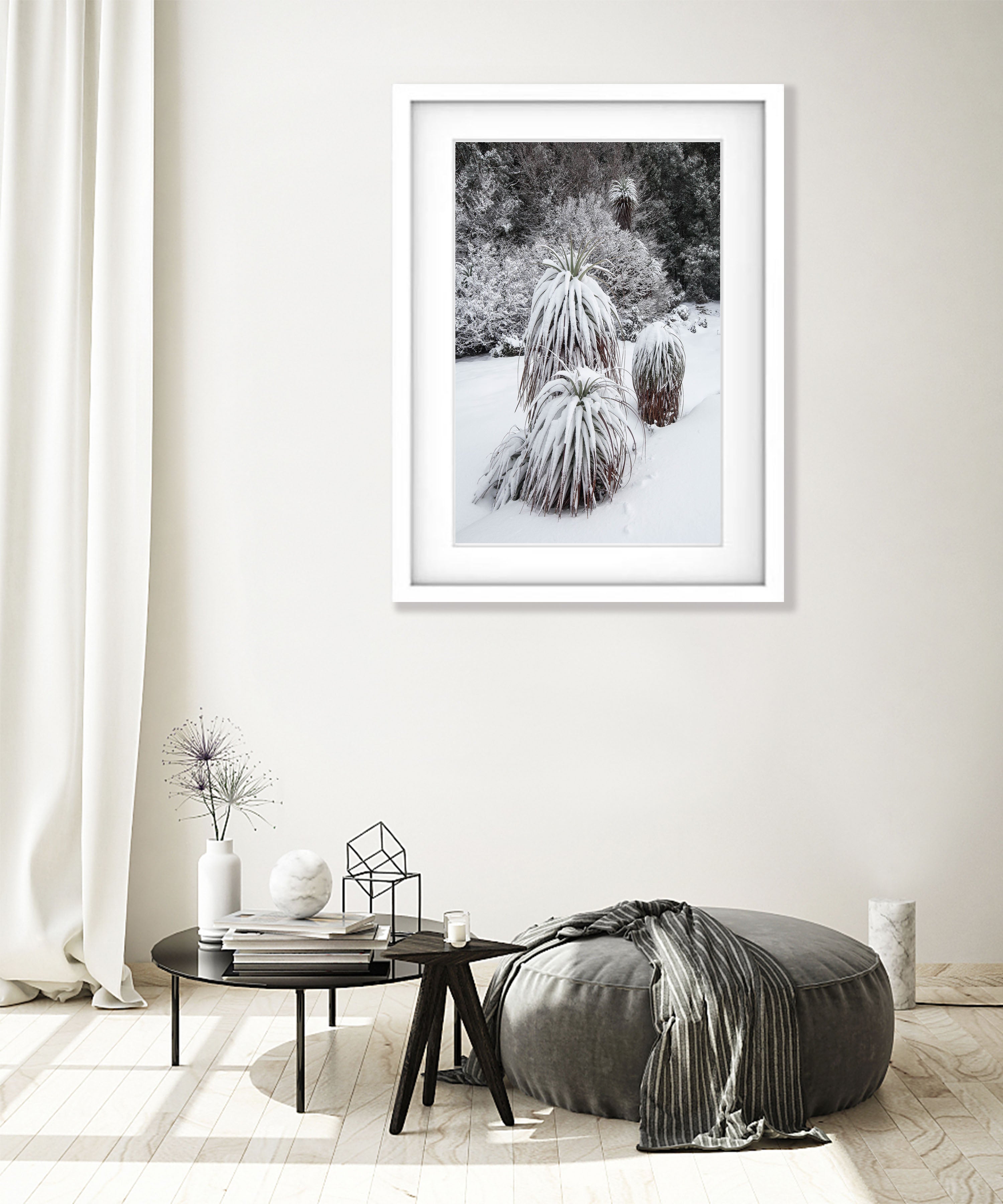Snow-Covered Pandani, Cradle Mountain, Tasmania