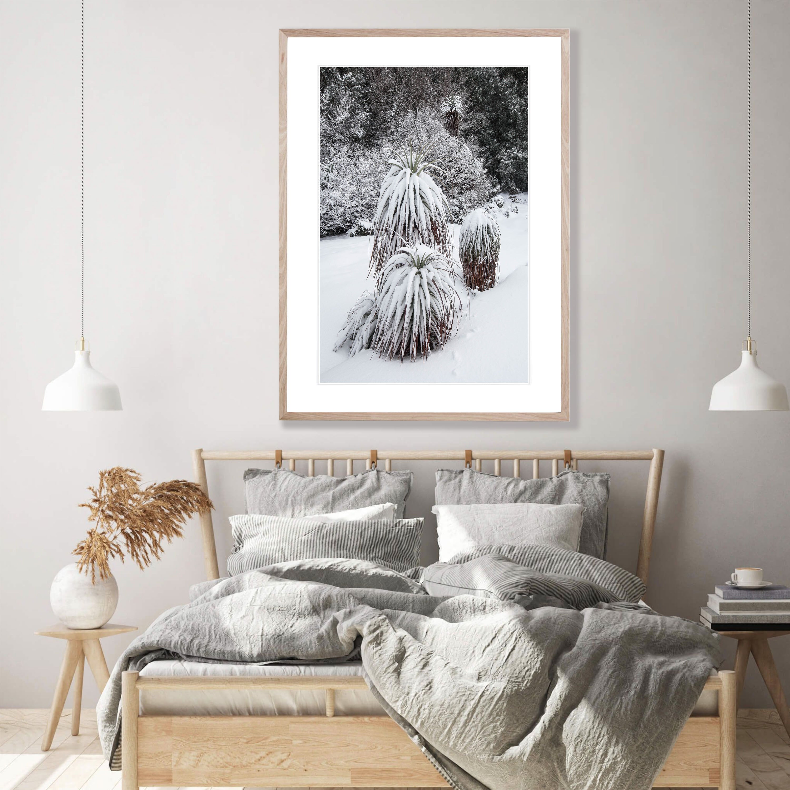 Snow-Covered Pandani, Cradle Mountain, Tasmania
