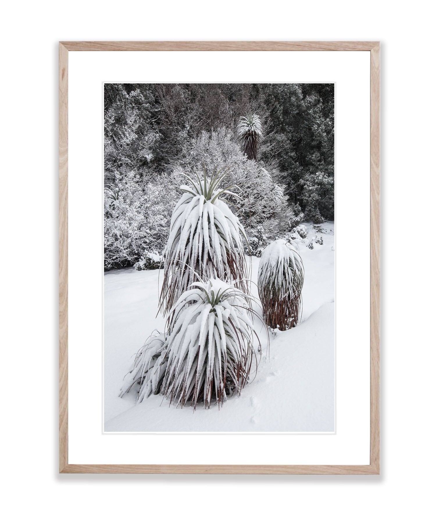 Snow-Covered Pandani, Cradle Mountain, Tasmania