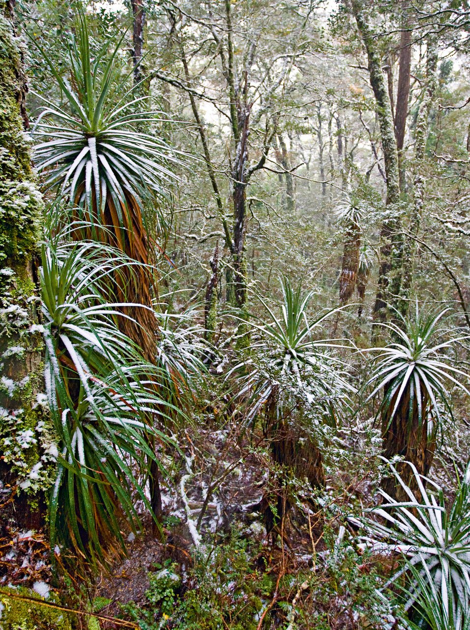 A group of dry plants with long leaves and bushes in a forest area, Cradle Mountain #23, Tasmania
