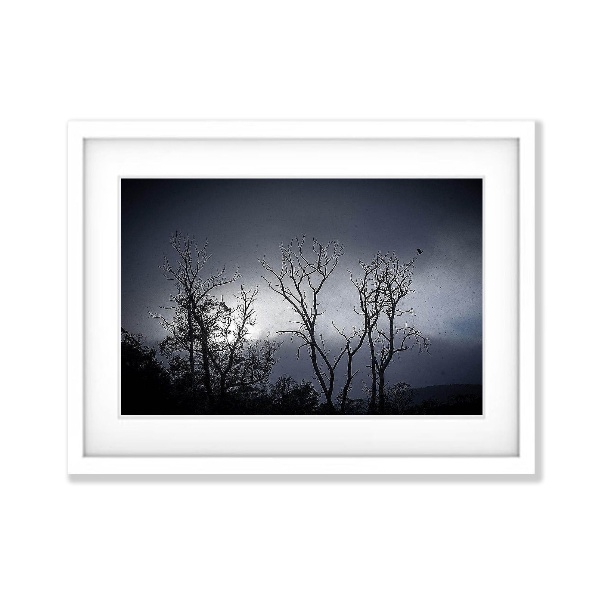 Snow Currawong, Cradle Mountain, TAS