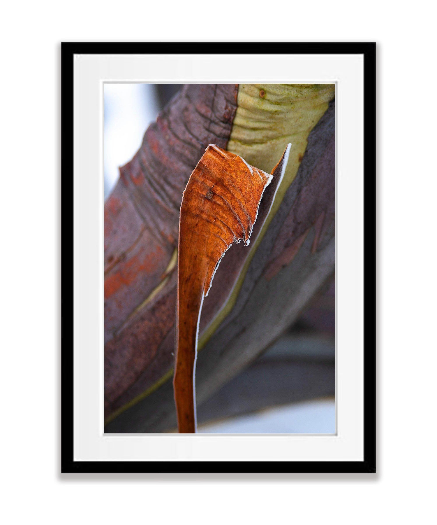 Snow Gum Bark Detail 2 - Victorian High Country