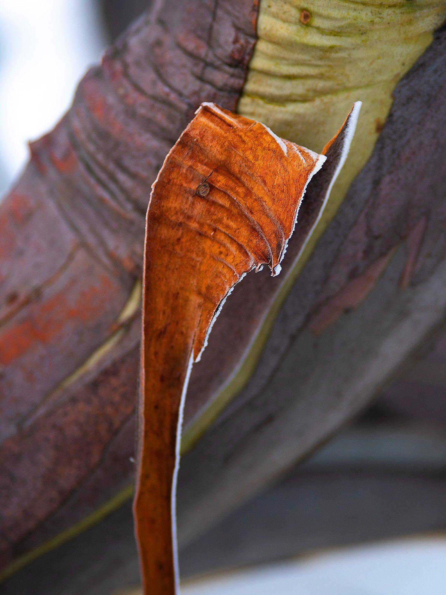 Close-up shot of a peeled gum tree stem, Snow Gum Bark Detail 2 - Victorian High Country