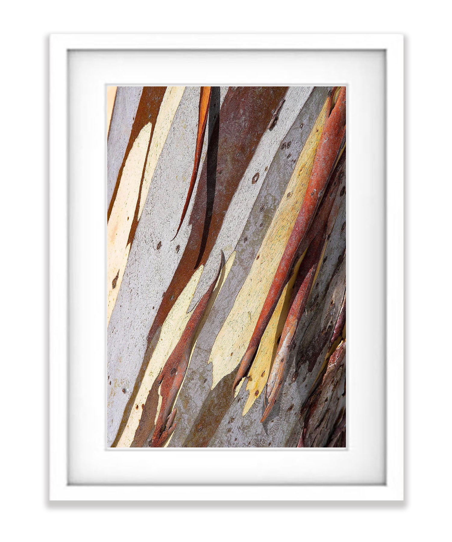 Snow Gum Bark Detail - Victorian High Country