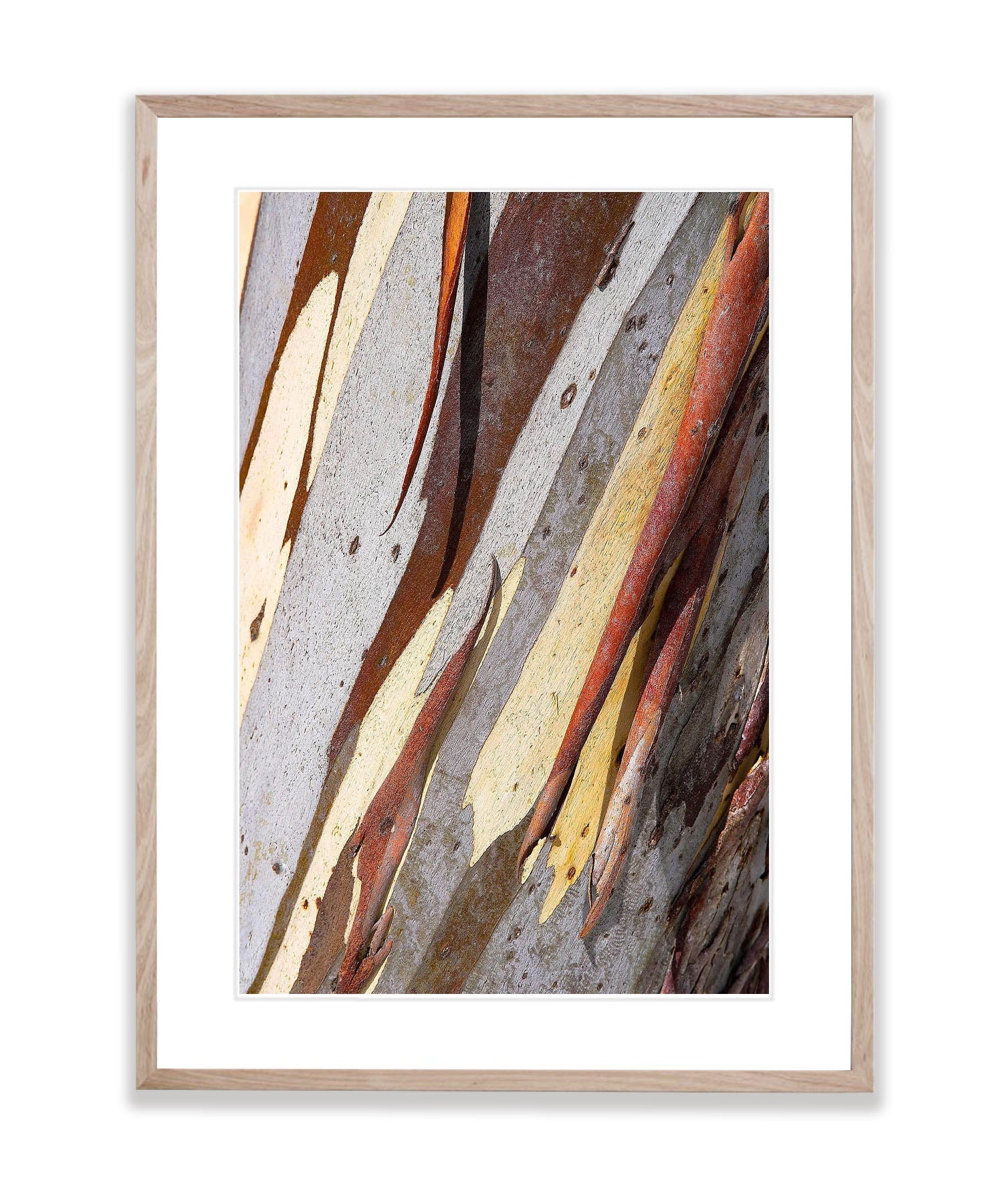 Snow Gum Bark Detail - Victorian High Country