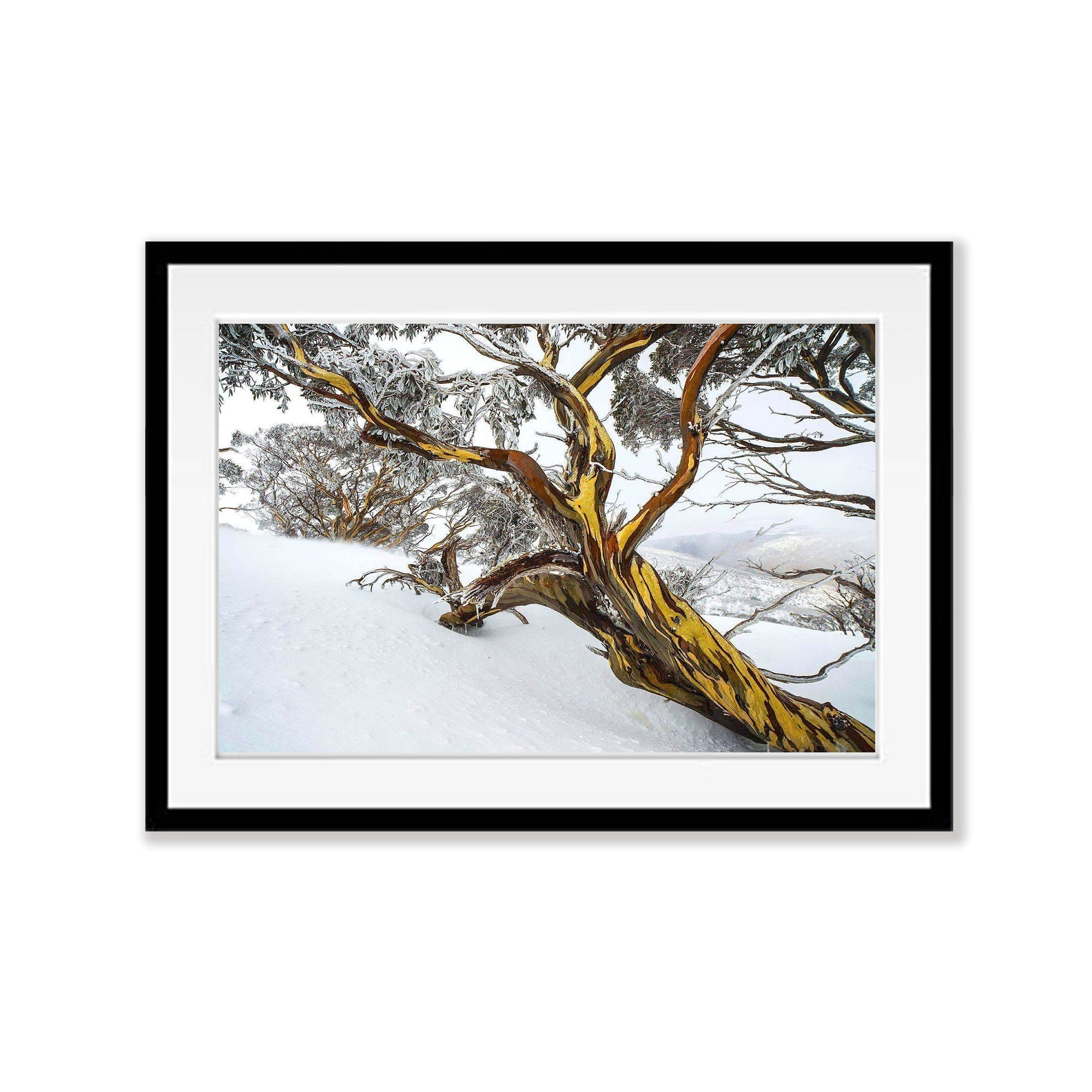 Snow Gum, Dead Horse Gap, Snowy Mountains NSW