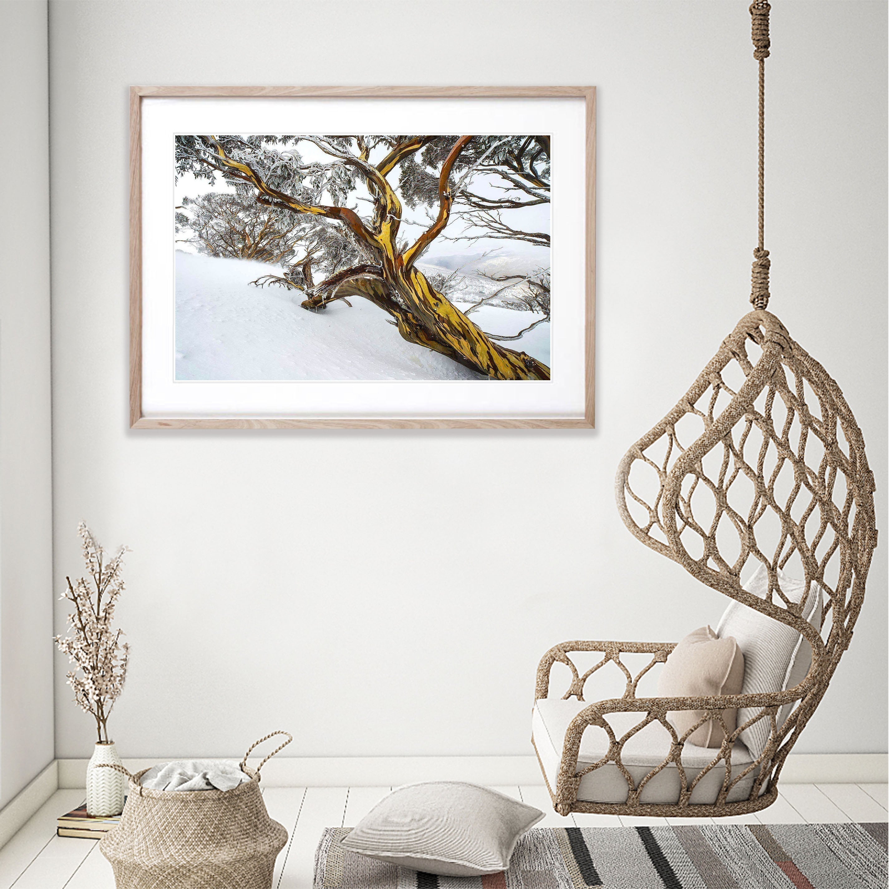 Snow Gum, Dead Horse Gap, Snowy Mountains NSW