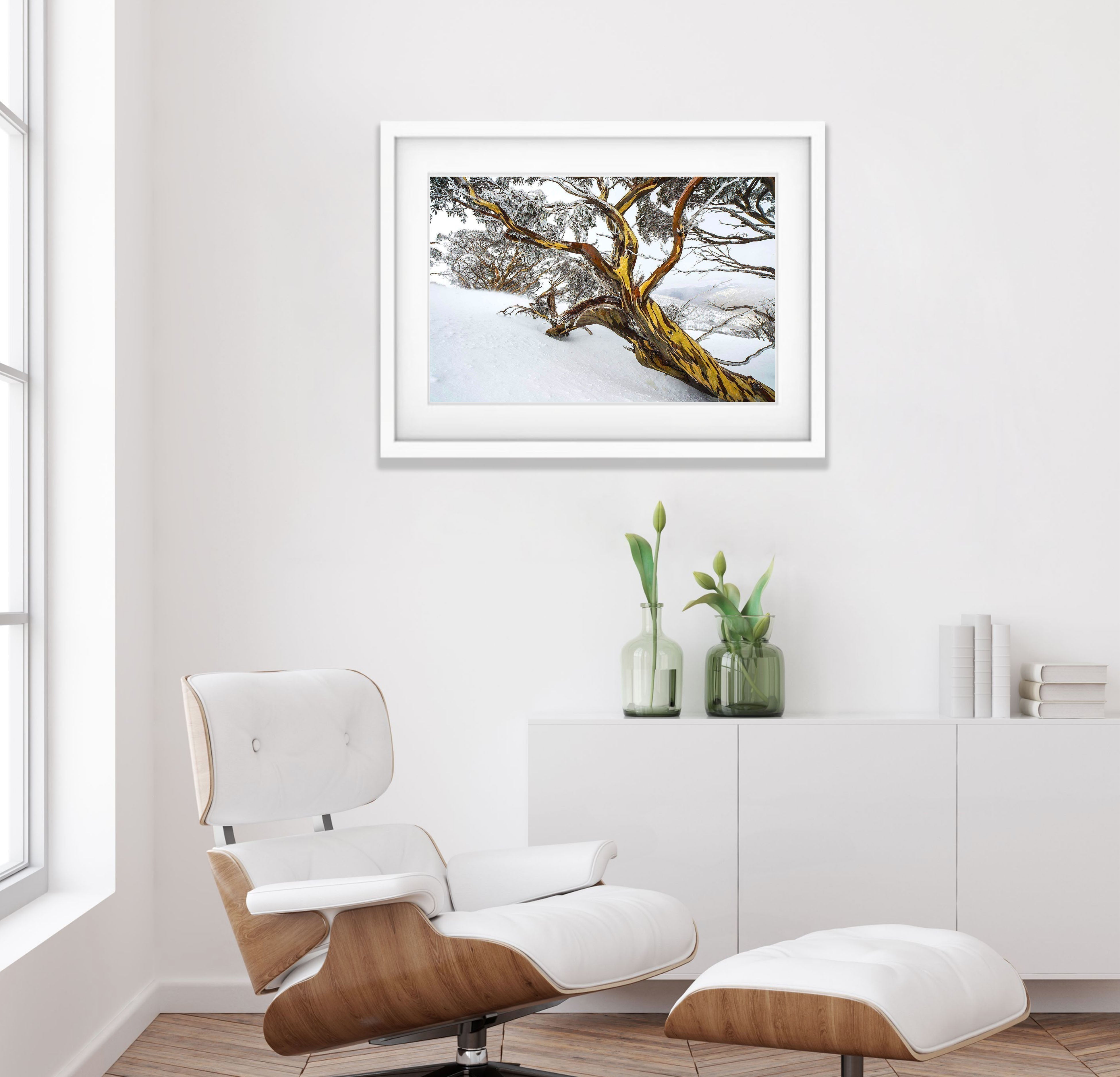 Snow Gum, Dead Horse Gap, Snowy Mountains NSW