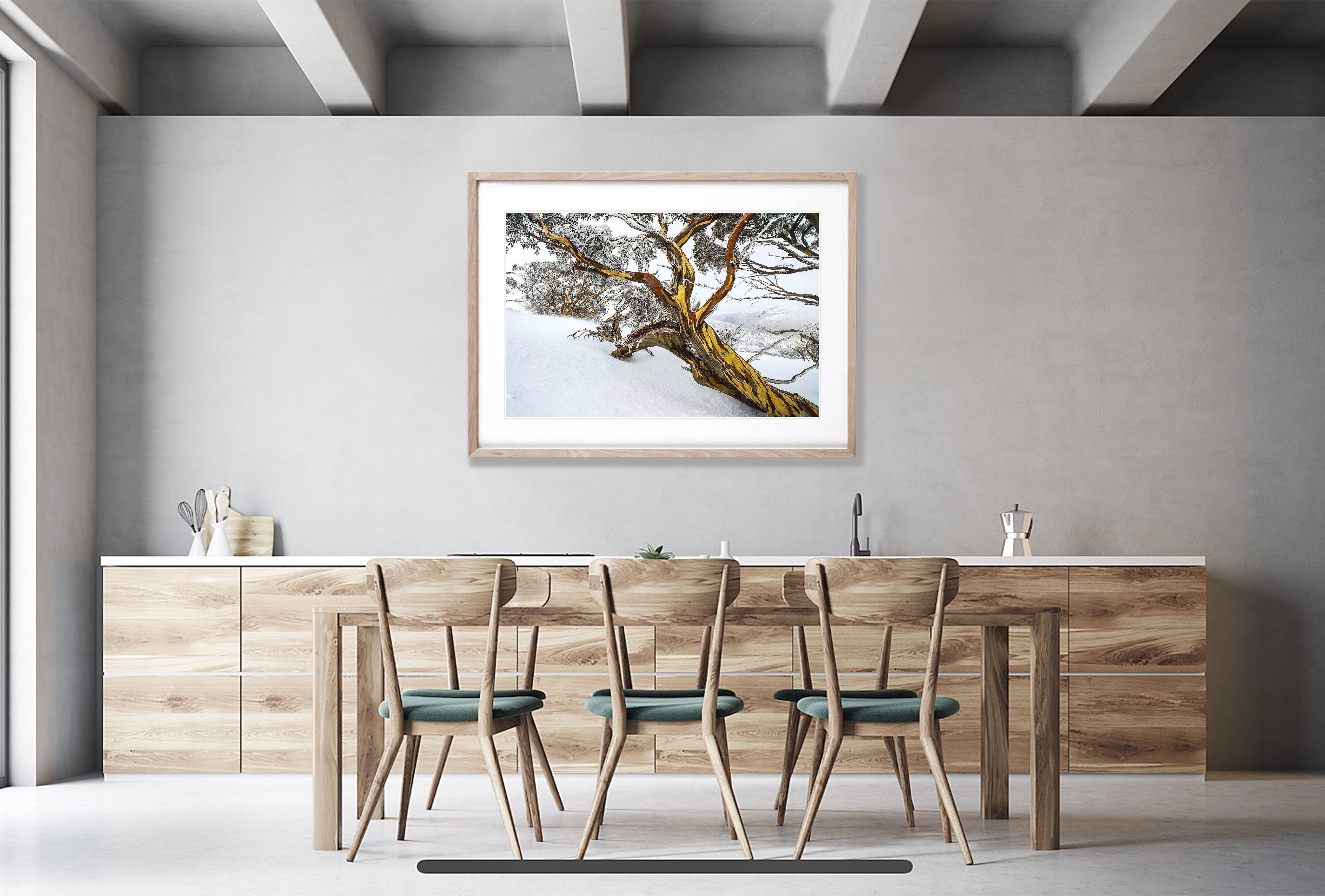 Snow Gum, Dead Horse Gap, Snowy Mountains NSW