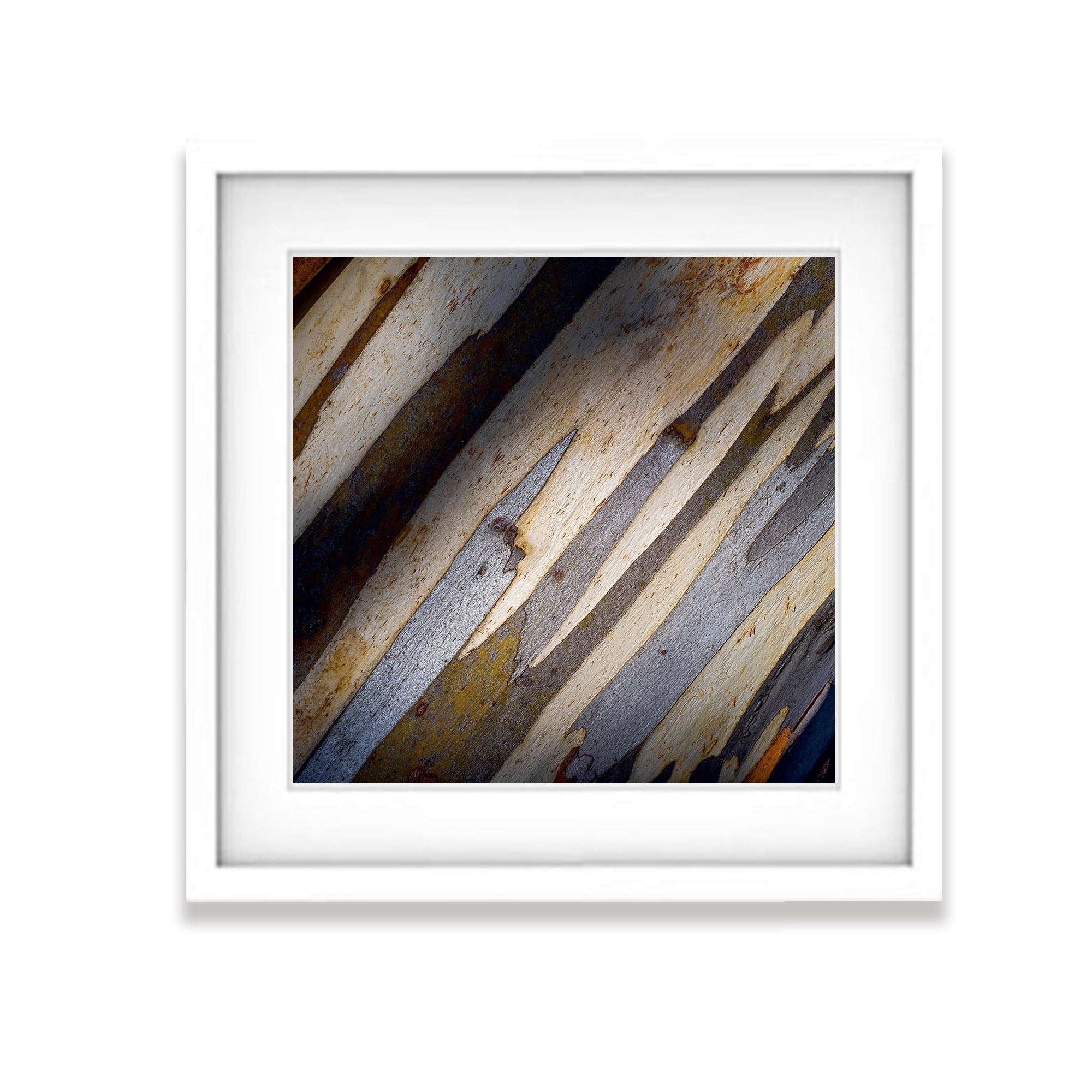 Snow Gum Detail