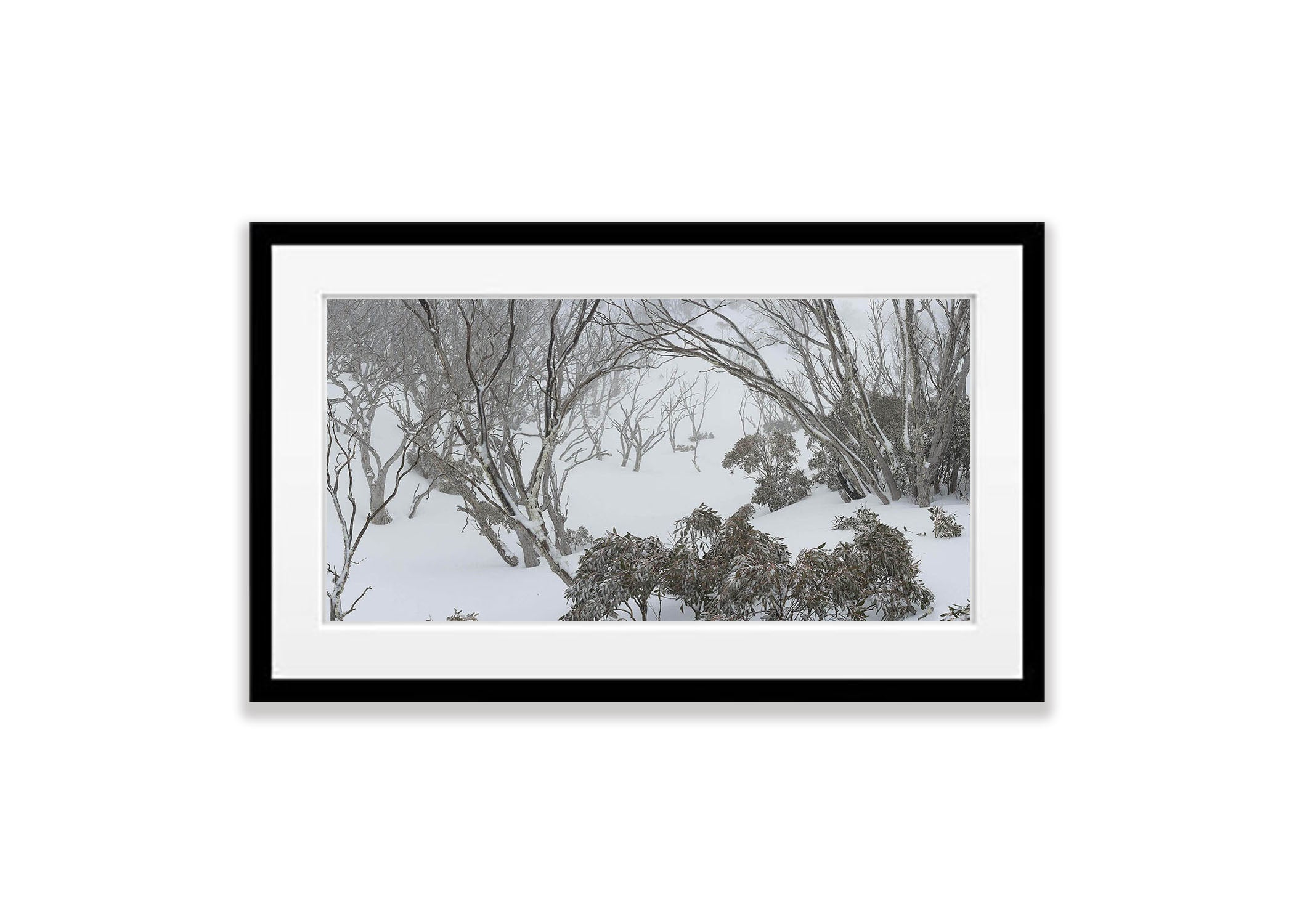 Snow Gum Forest - Snowy Mountains NSW