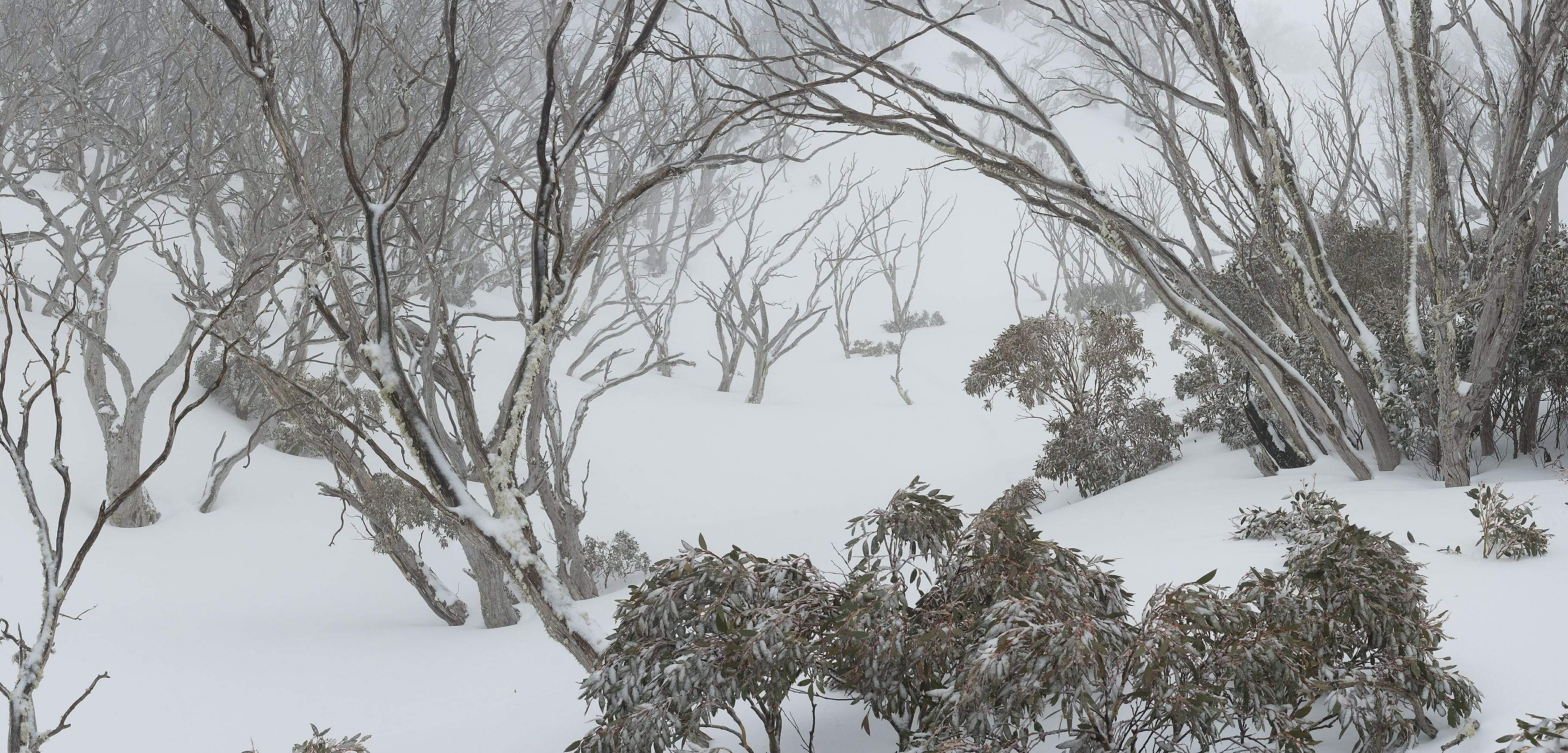 A lot of gum trees and plants over a snow-covered land, Snow Gum Forest - Snowy Mountains NSW