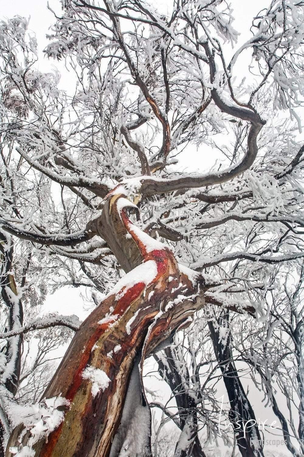 Long gum snow with a lot of branches covered with snow, Reaching Up - Mount Buller VIC