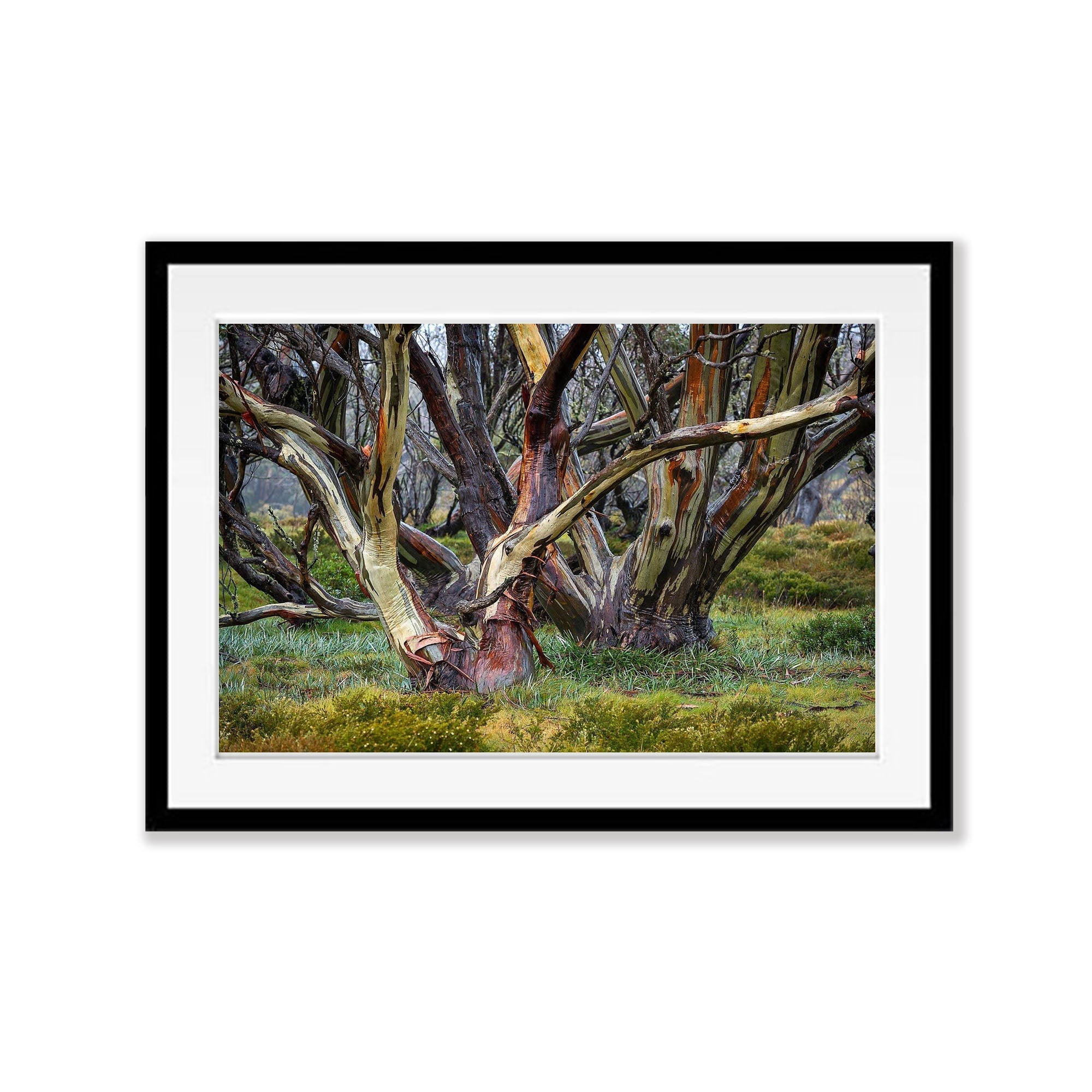 Snow Gums, Bogong High Plains - VIC