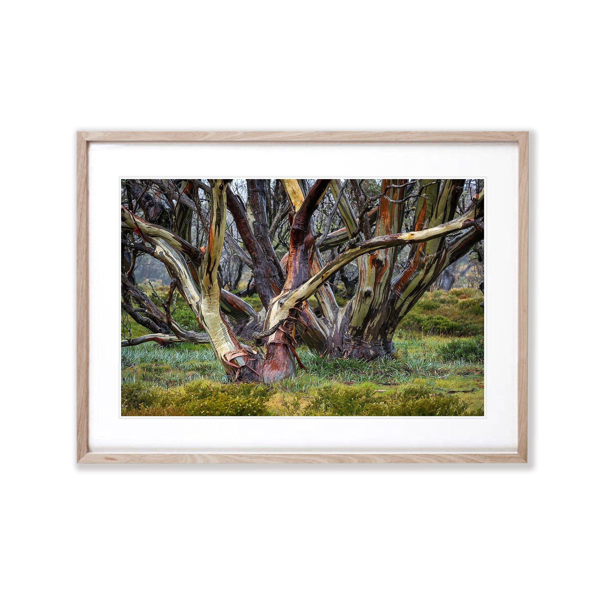 Snow Gums, Bogong High Plains - VIC