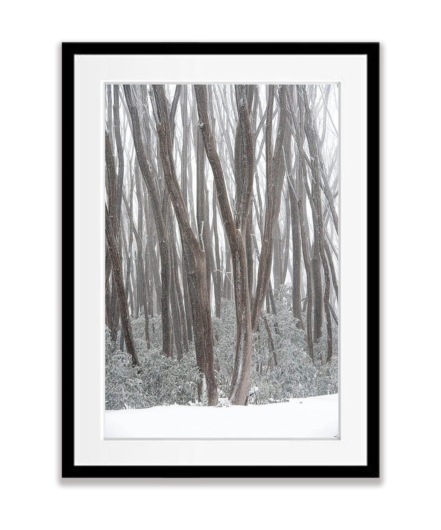 Snow Trees, Lake Mountain Victoria