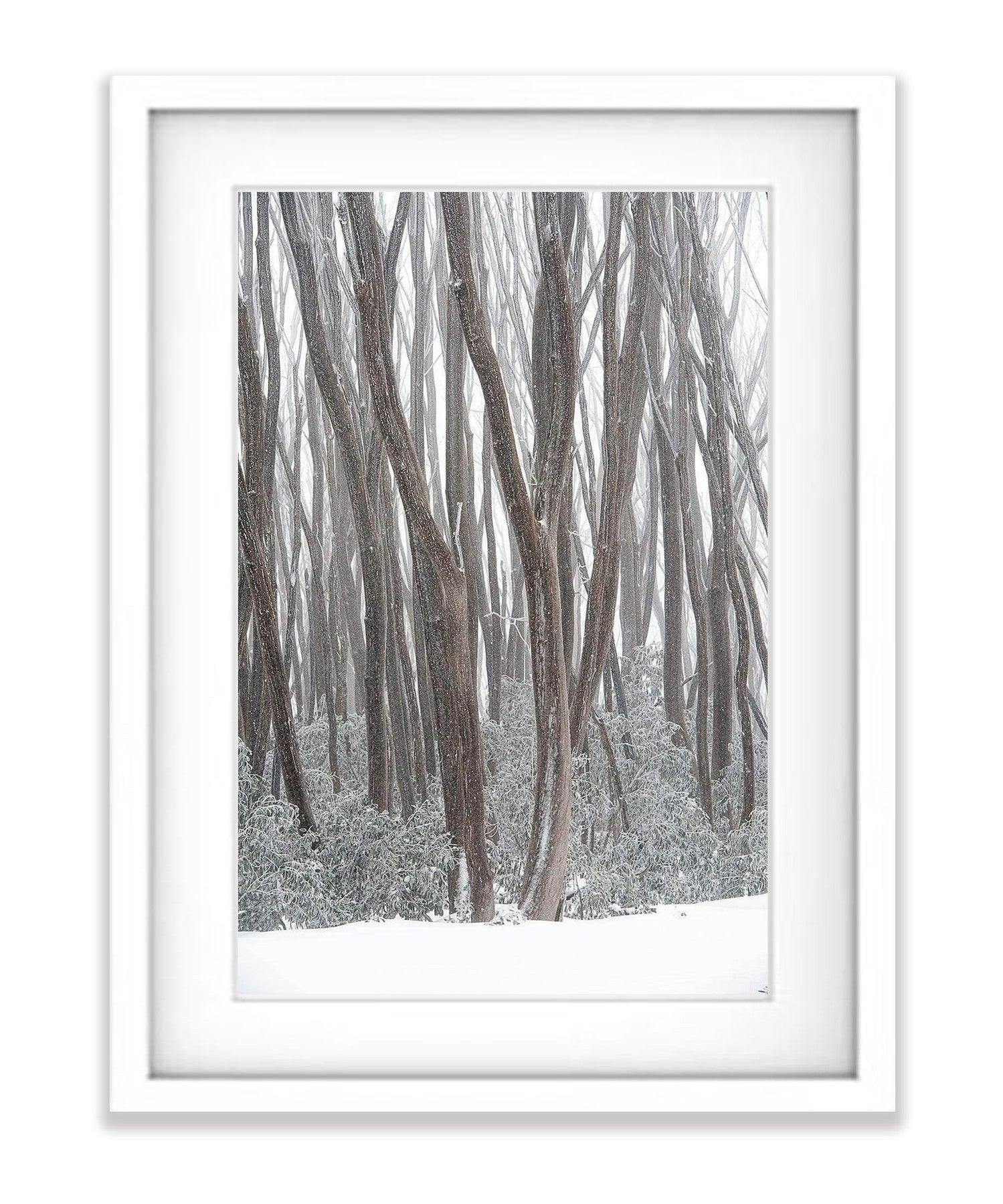 Snow Trees, Lake Mountain Victoria