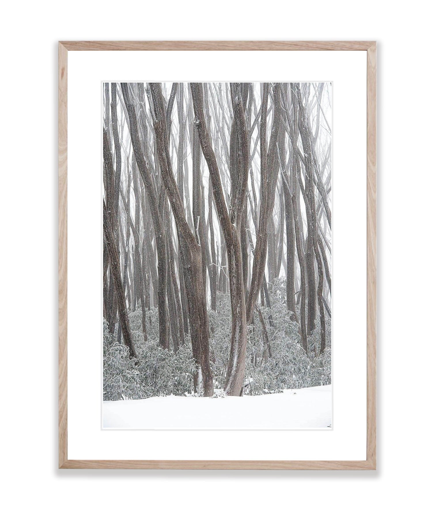 Snow Trees, Lake Mountain Victoria