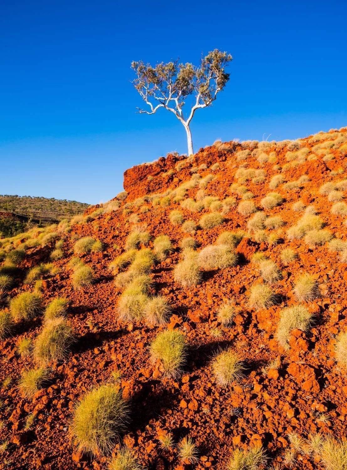 Orangish mountain with some bushes, plants, and a tree on the top, Spinifex - Karijini, The Pilbara