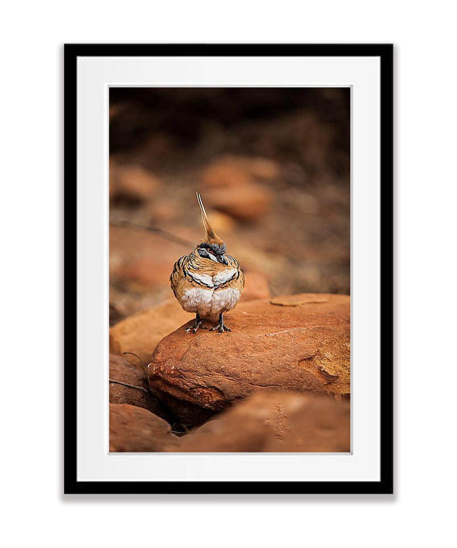 Spinifex Pigeon