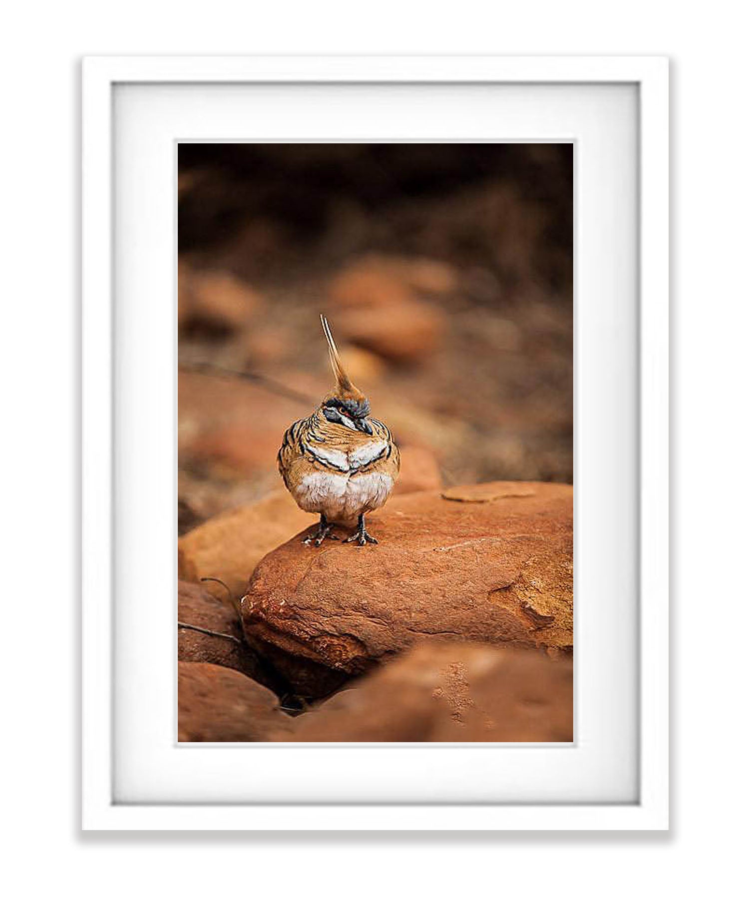 Spinifex Pigeon