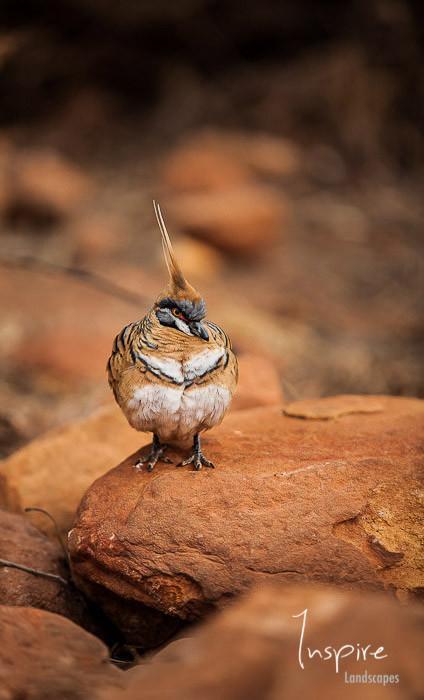 A closeup shot of a Spinifex Pigeon on a stone, Spinifex Pigeon
