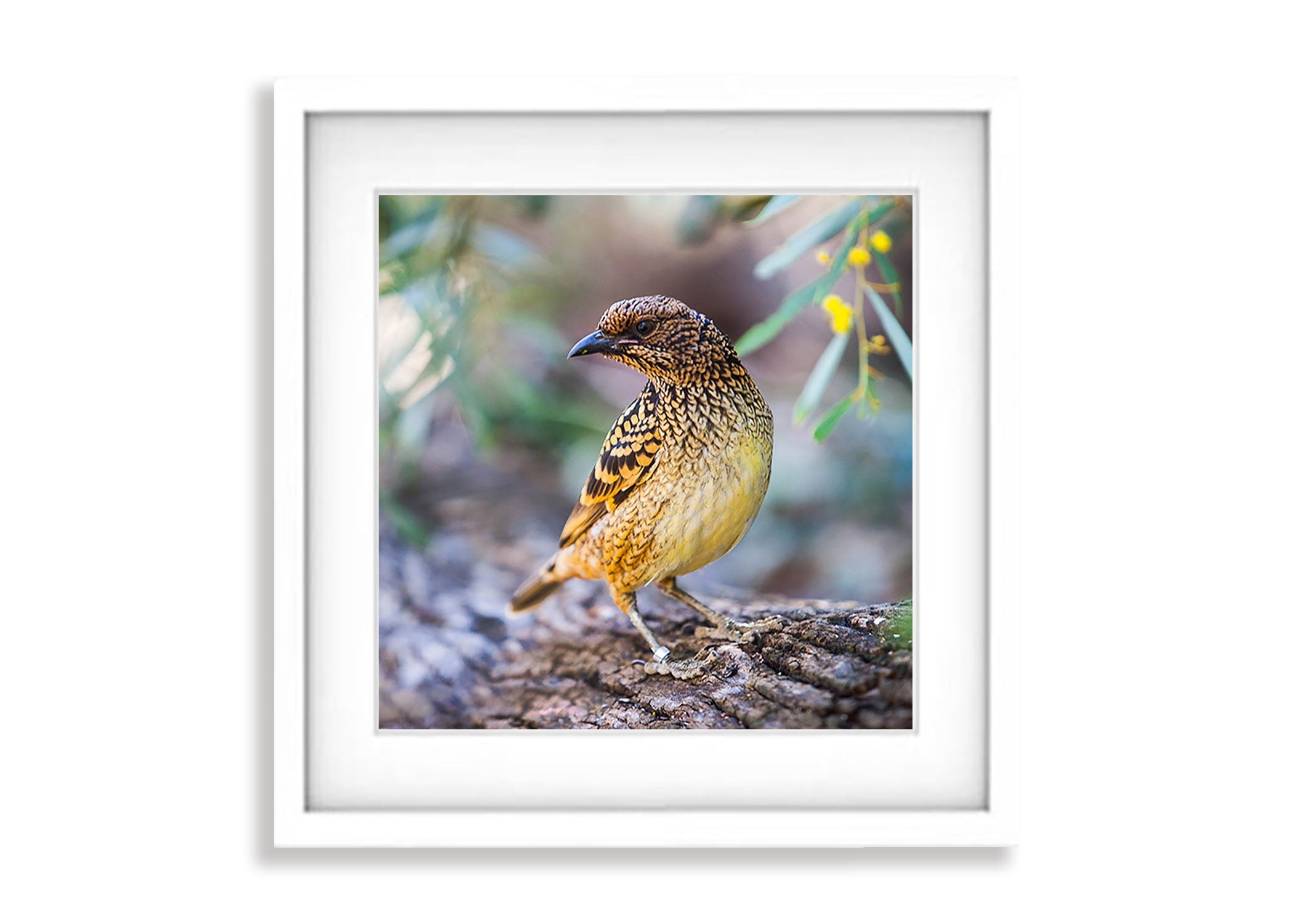 Spotted Bowerbird, West MacDonnell Ranges - Northern Territory