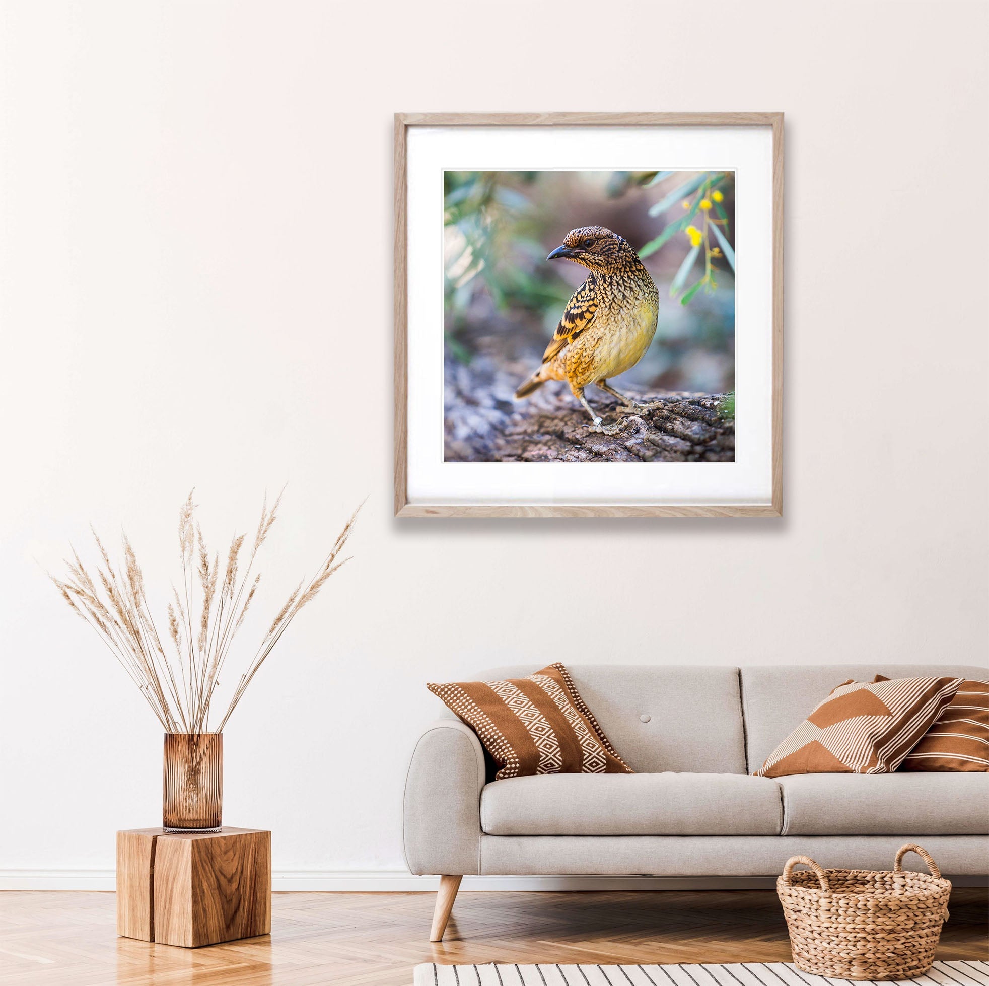 Spotted Bowerbird, West MacDonnell Ranges - Northern Territory