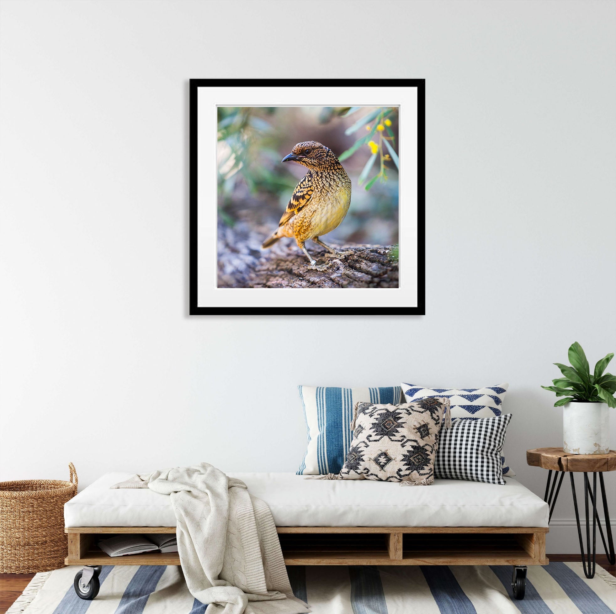 Spotted Bowerbird, West MacDonnell Ranges - Northern Territory