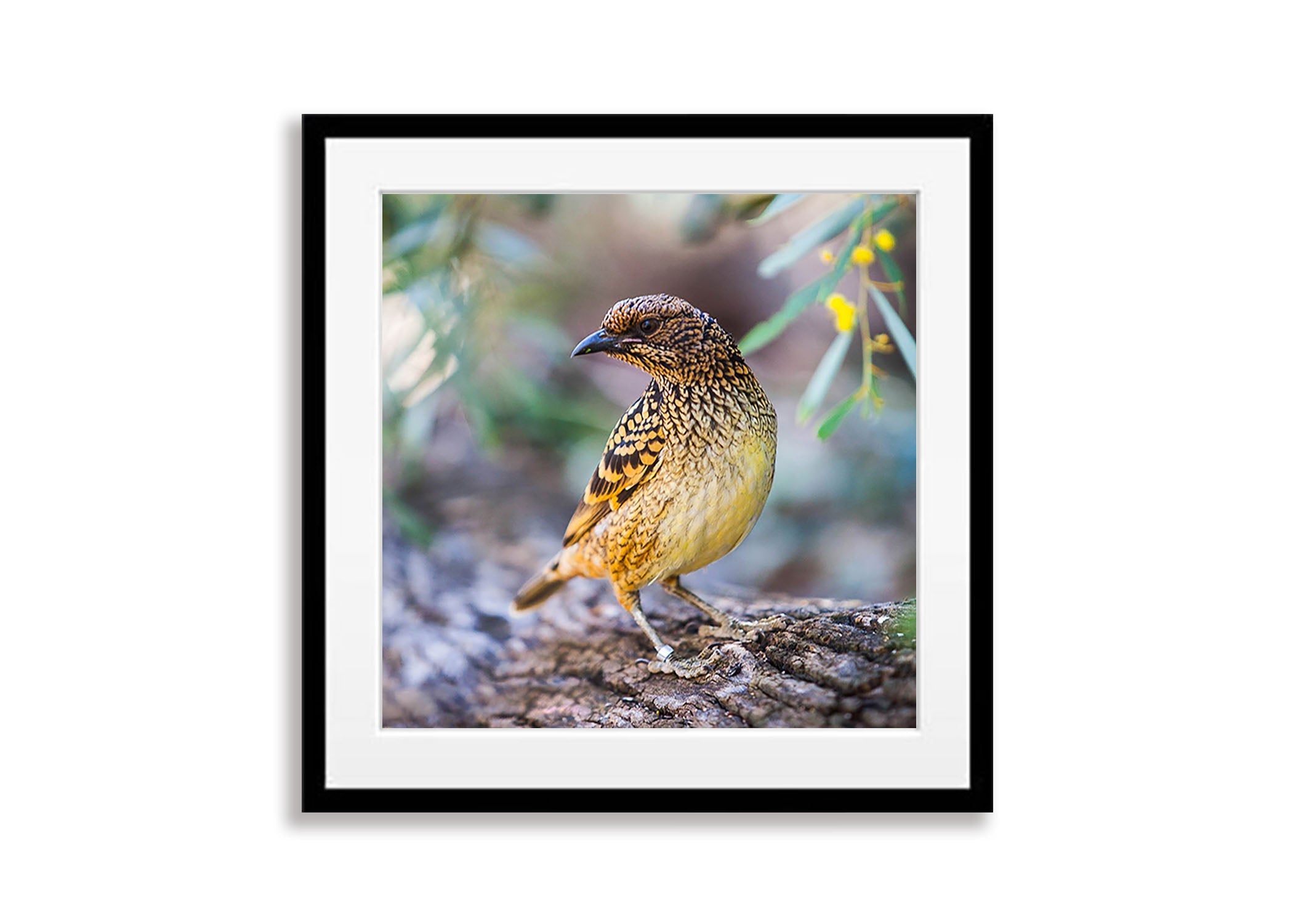 Spotted Bowerbird, West MacDonnell Ranges - Northern Territory