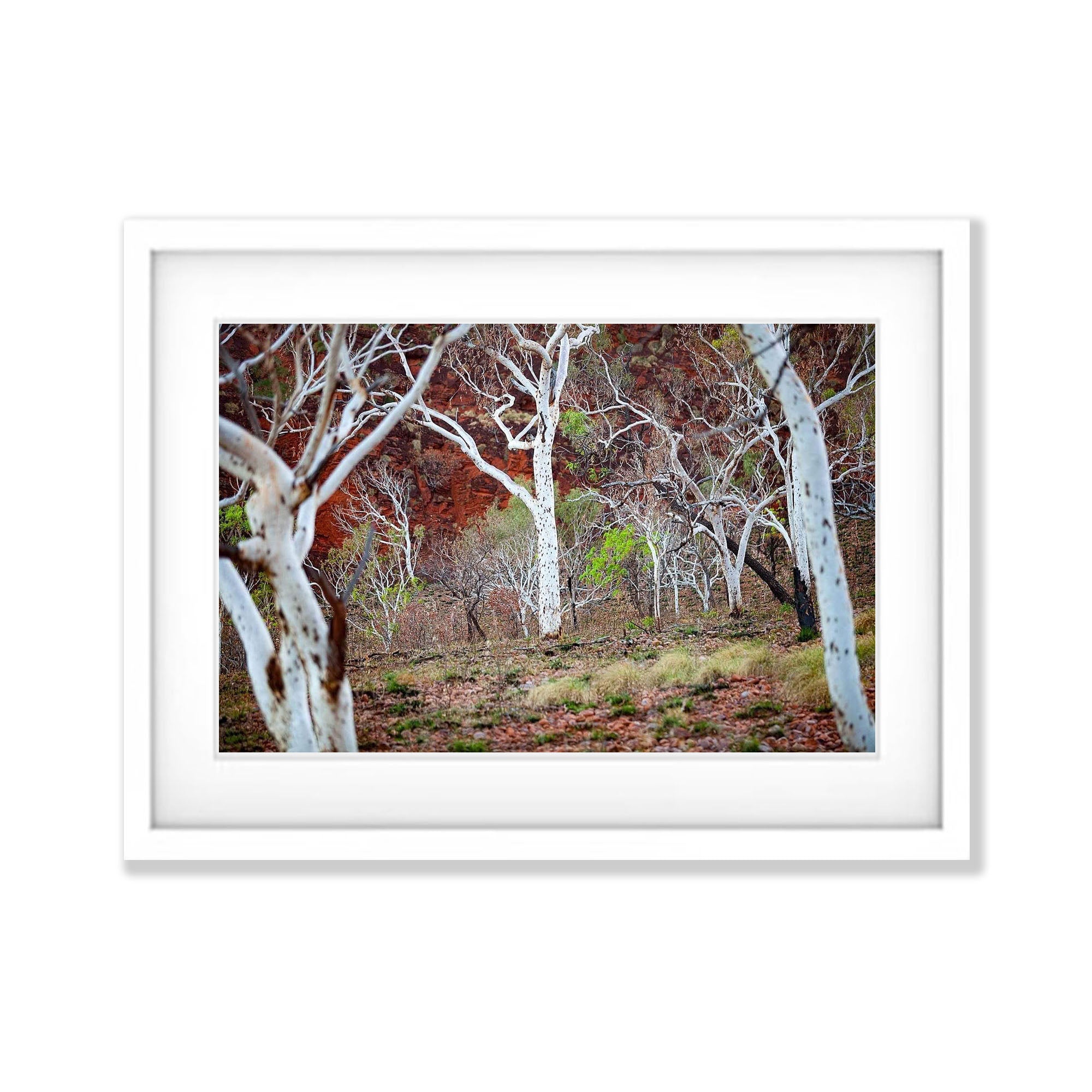 Spotted Gum - The Kimberley, WA